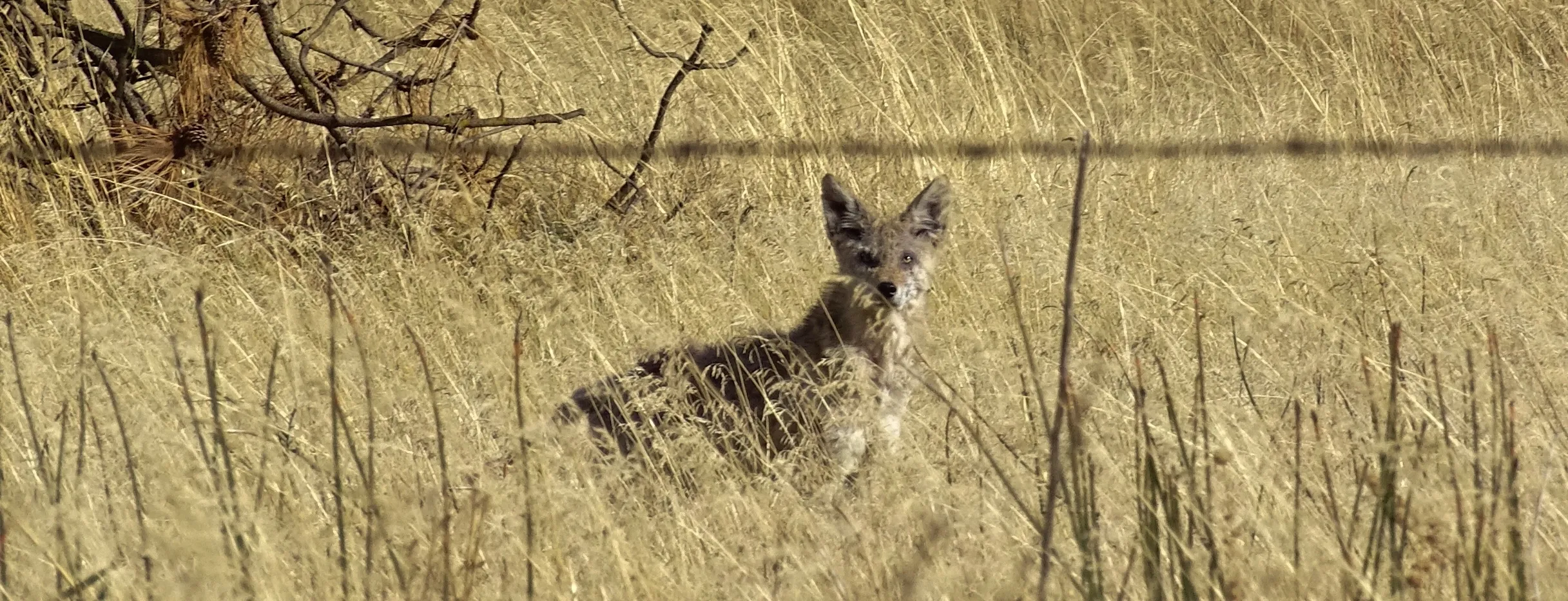 Naturally Camouflaged Animals in Colour