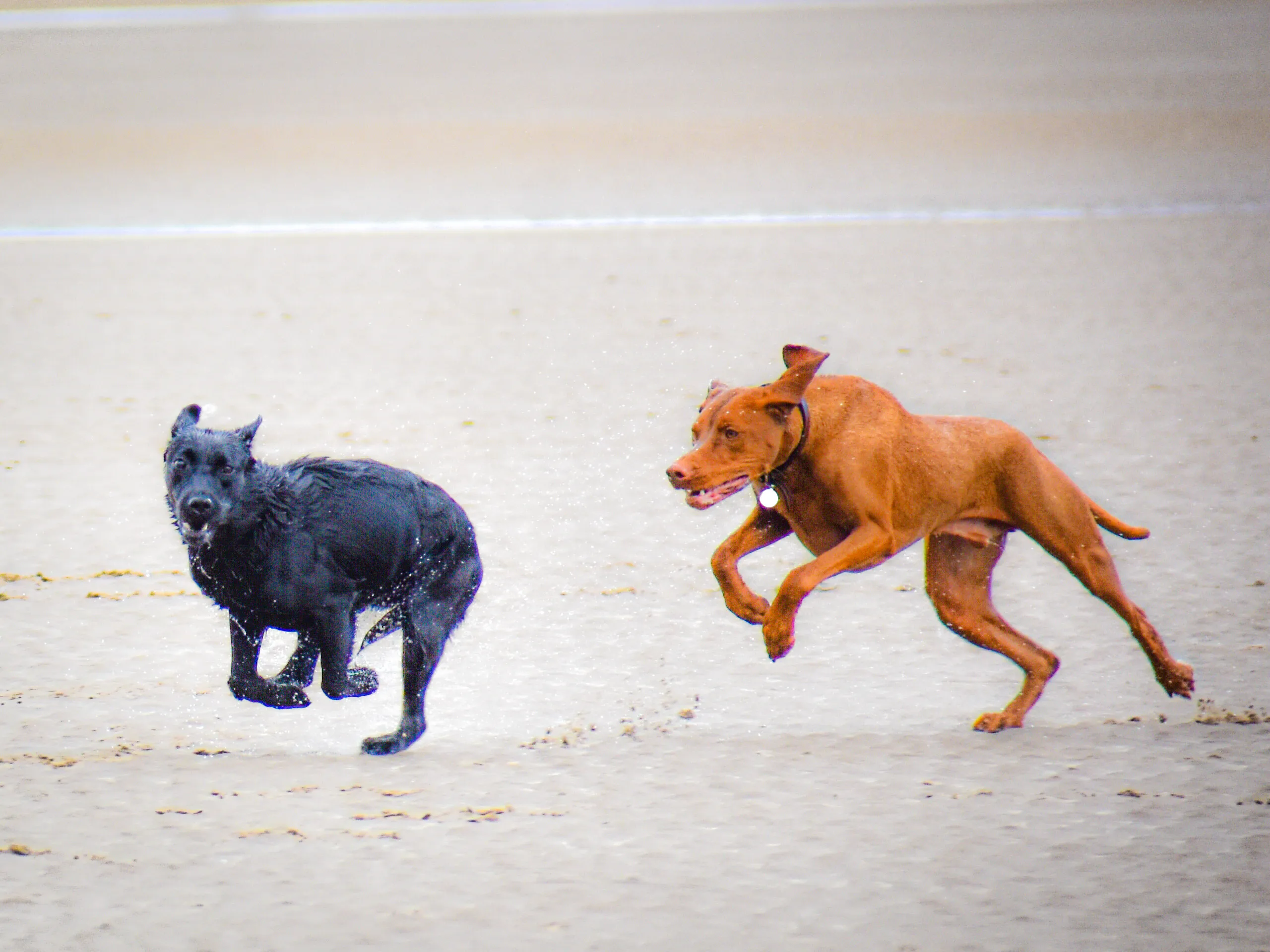 Pets Running in Colour (no people)