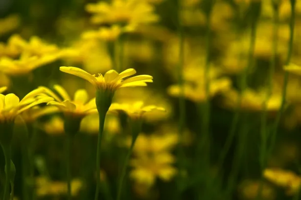 Multiple Yellow Flowers With Foliage