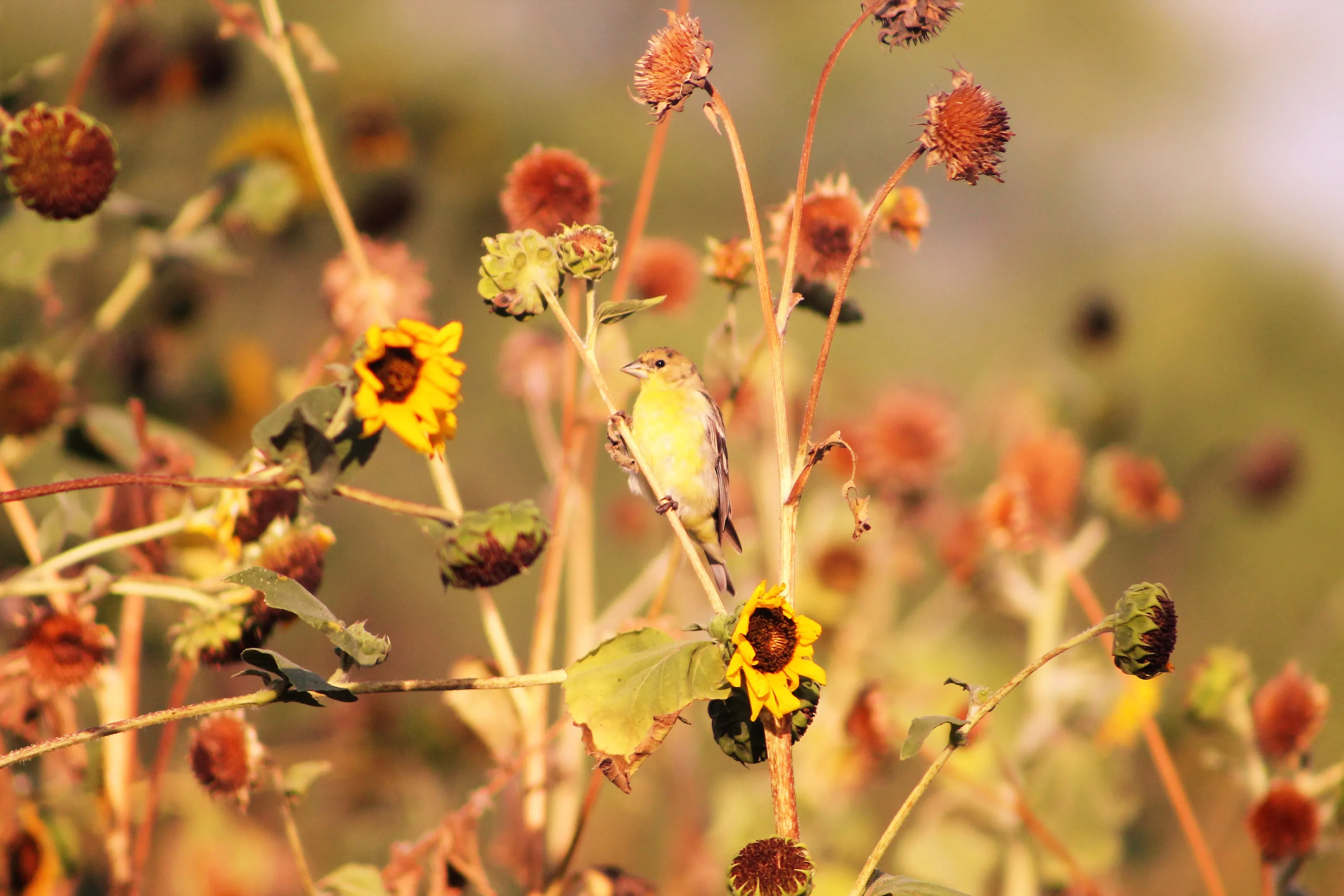 Flowers at the End of Their Life (in colour)