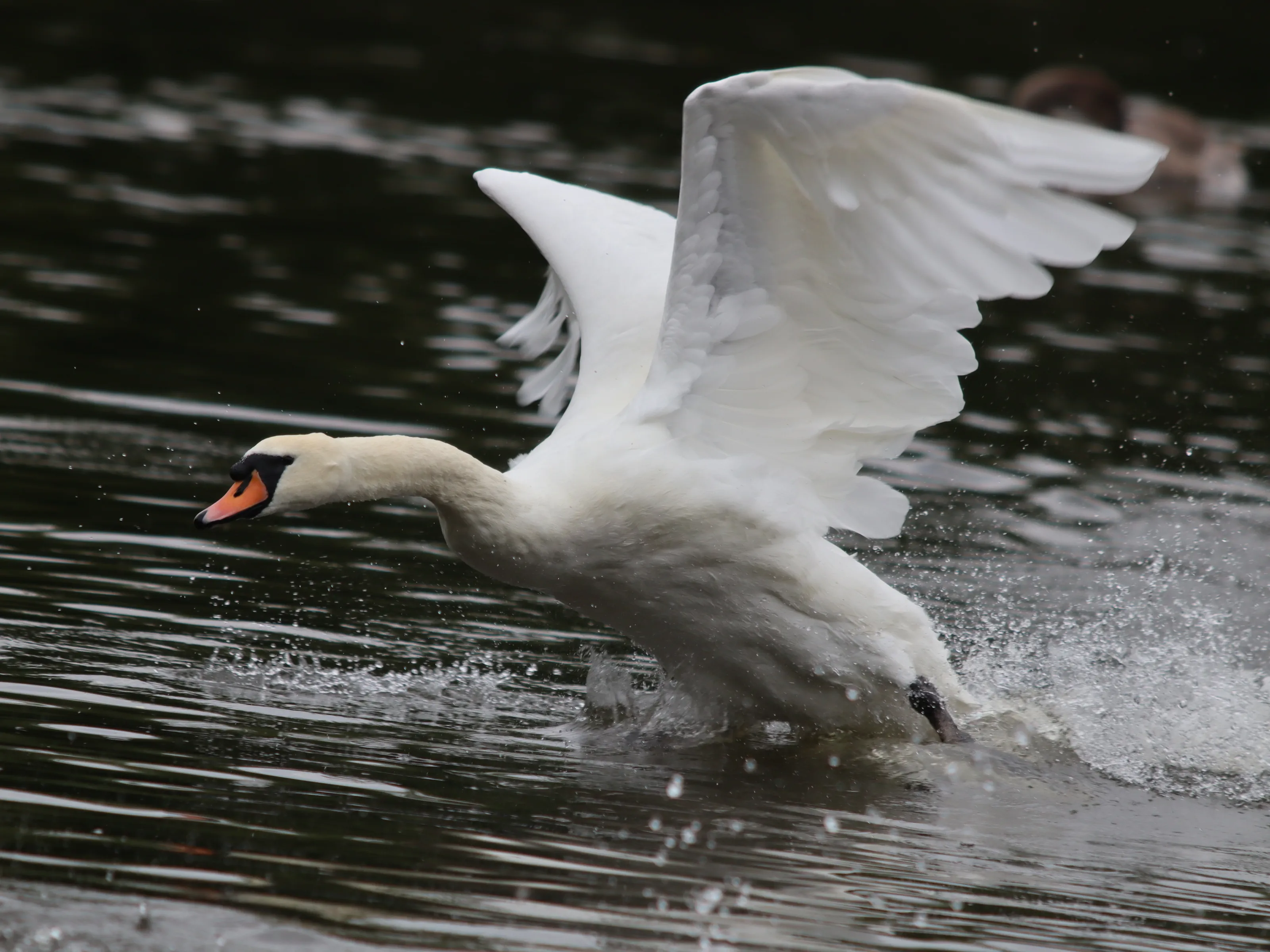 Lake and Pond Wildlife