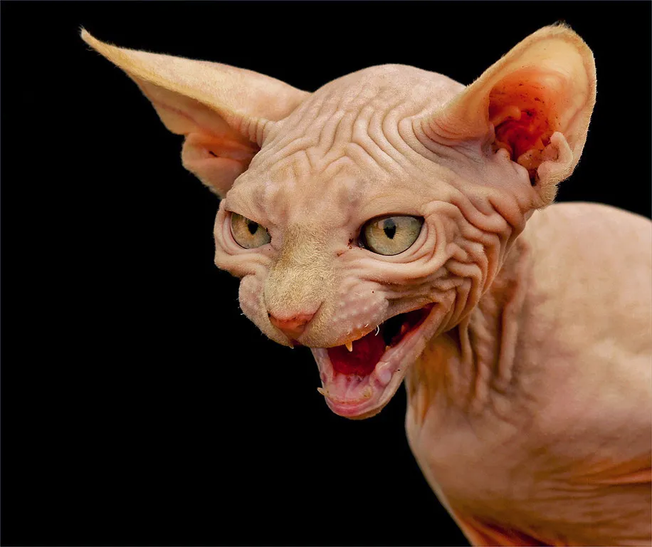 Sphynx or Persian Cats