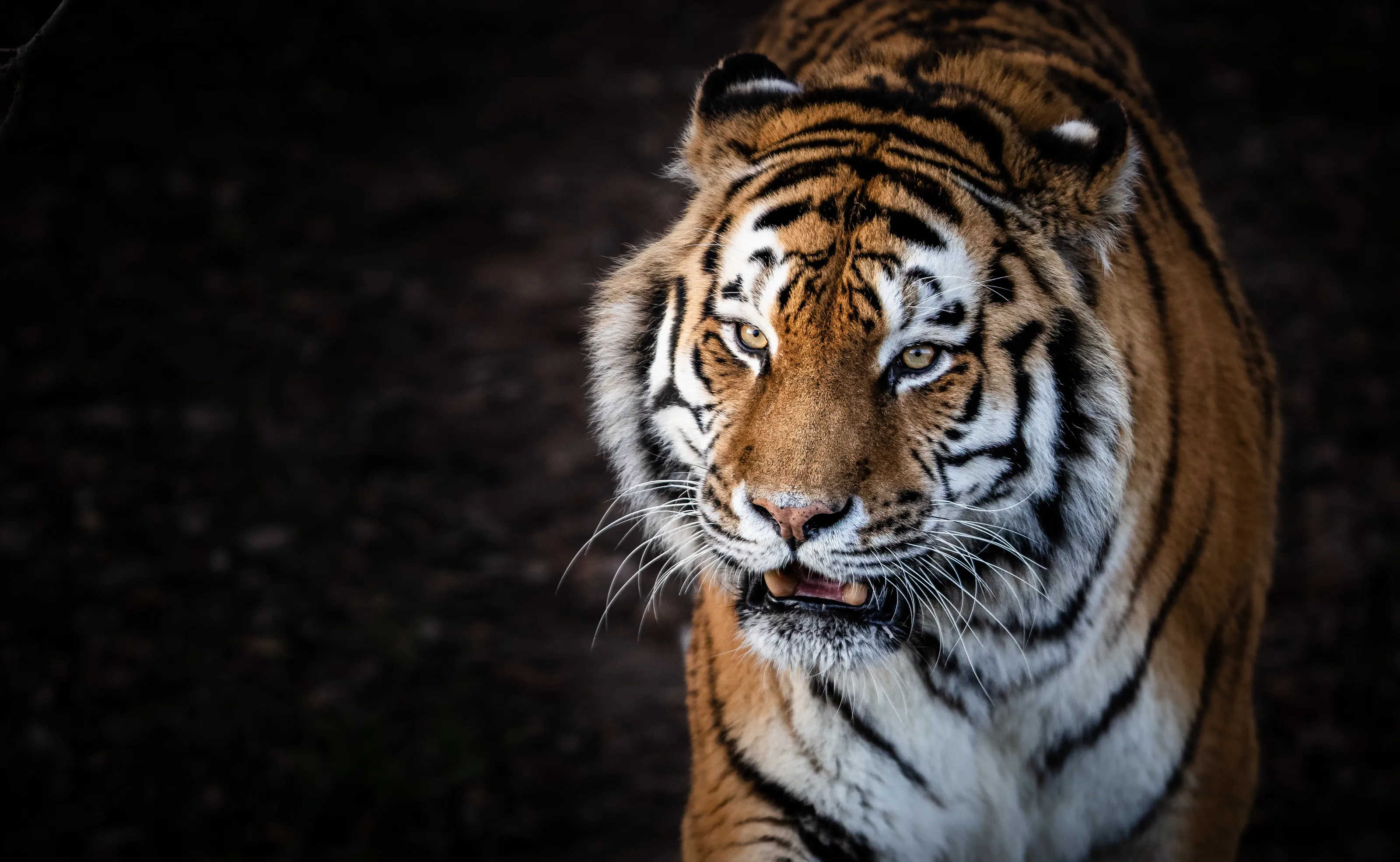 Big Cats