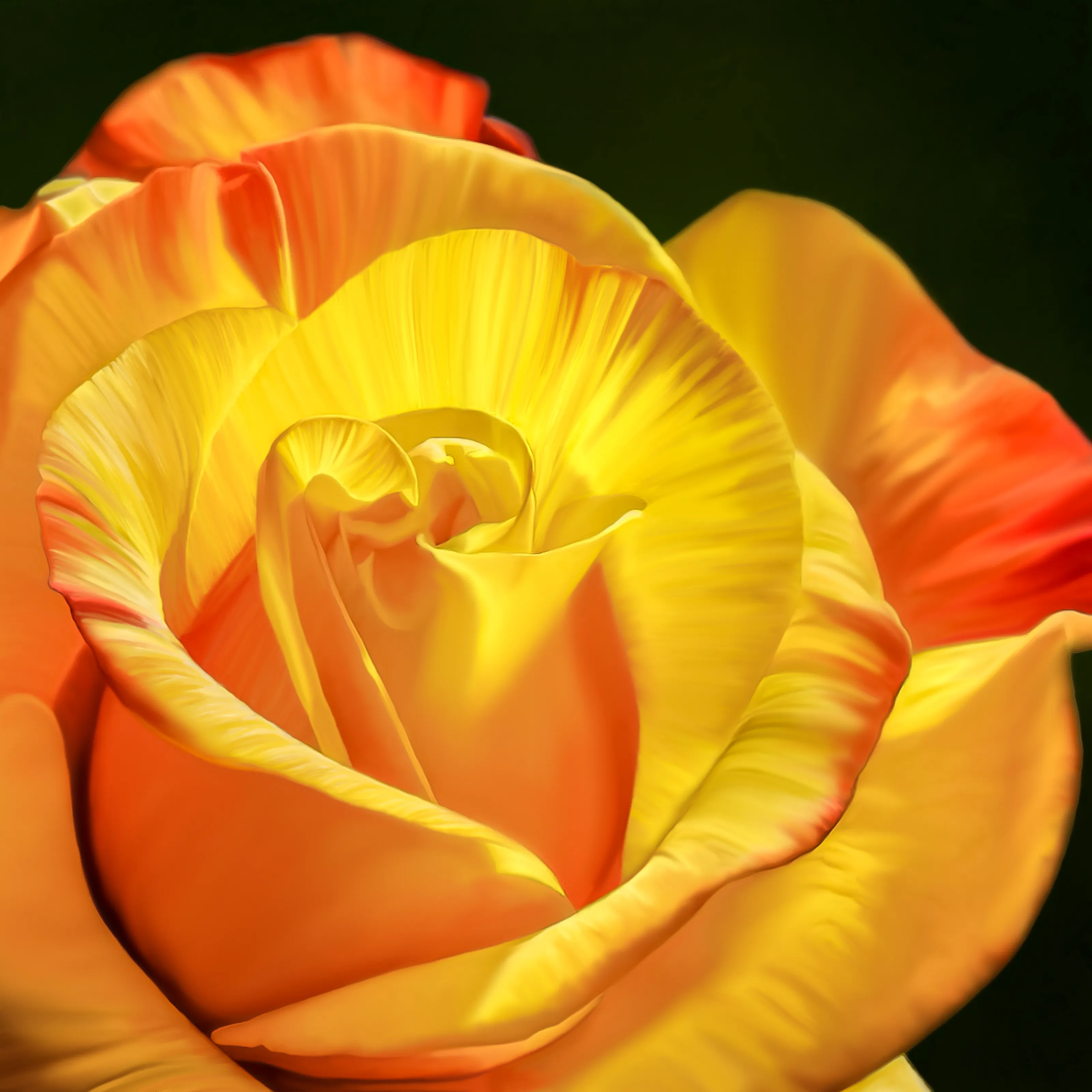 Roses in Colour