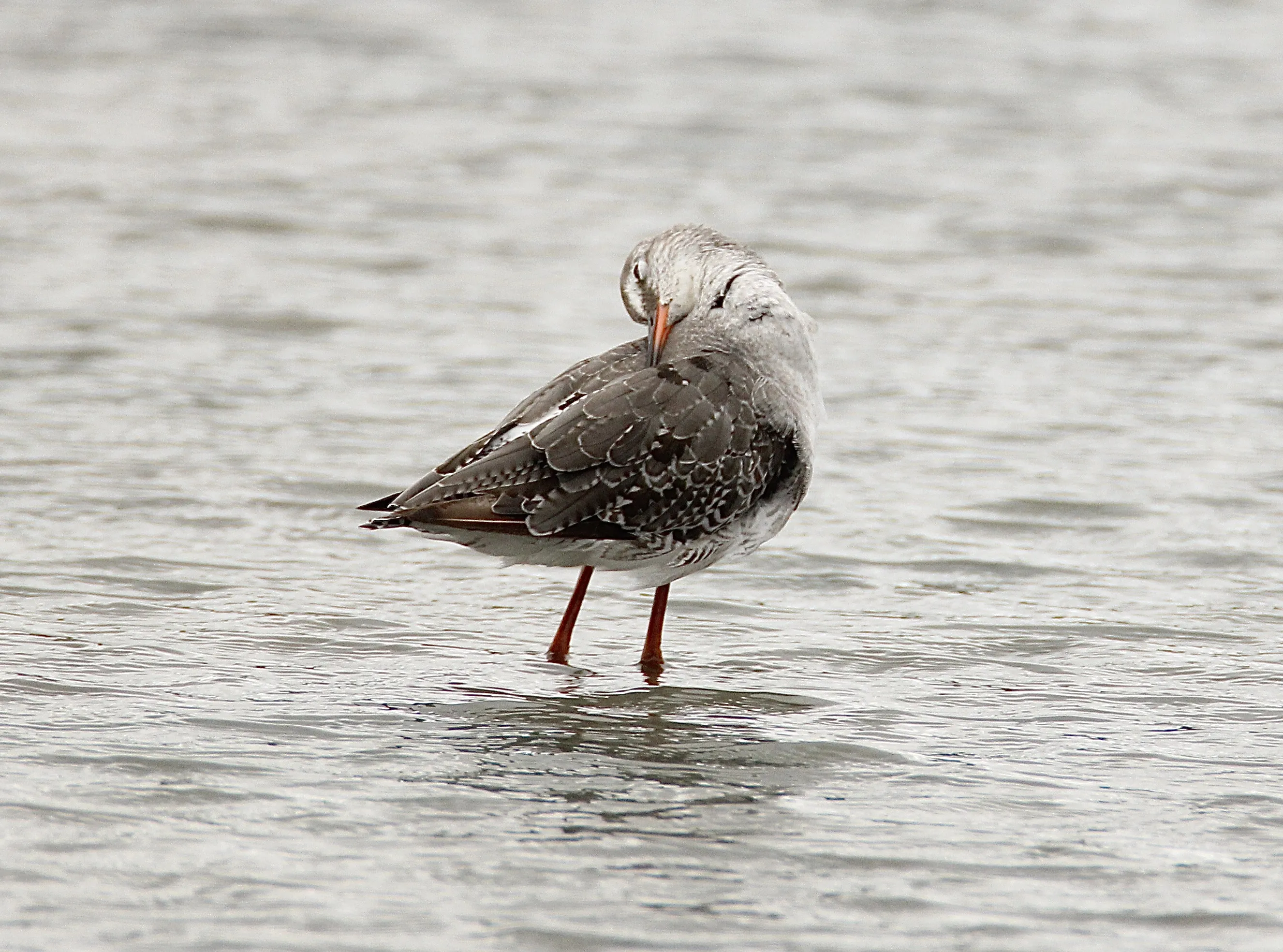 Birds Preening