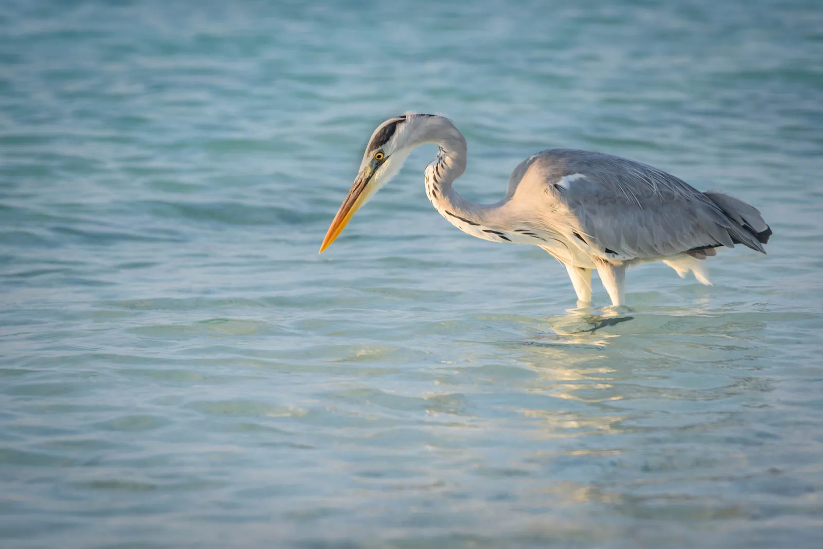 Grey Herons
