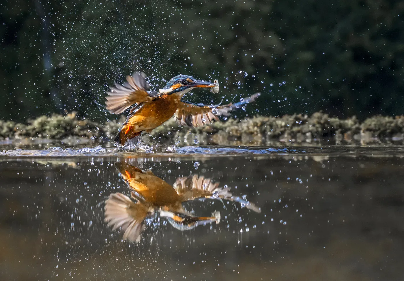 Kingfishers in Action