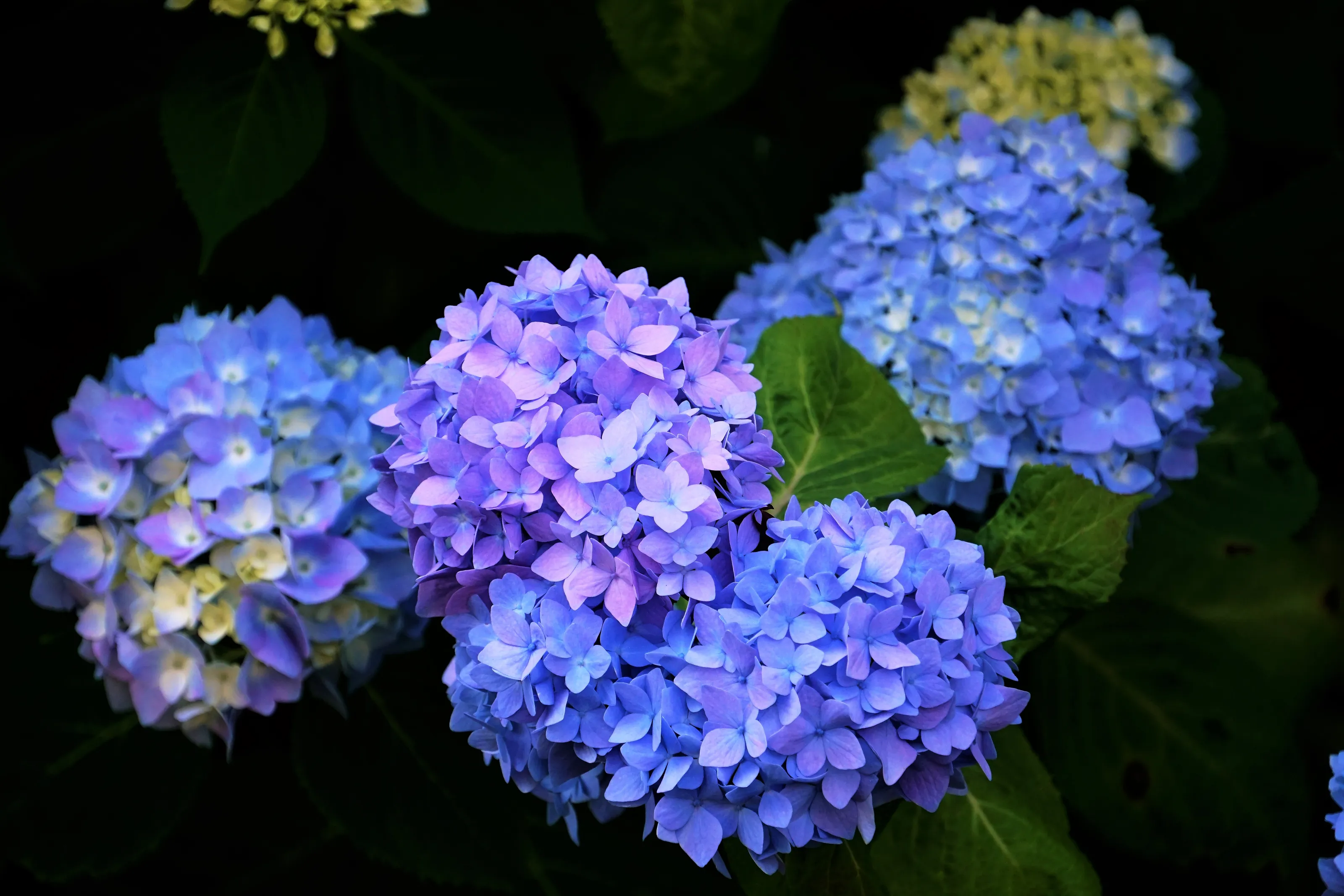 Hydrangeas