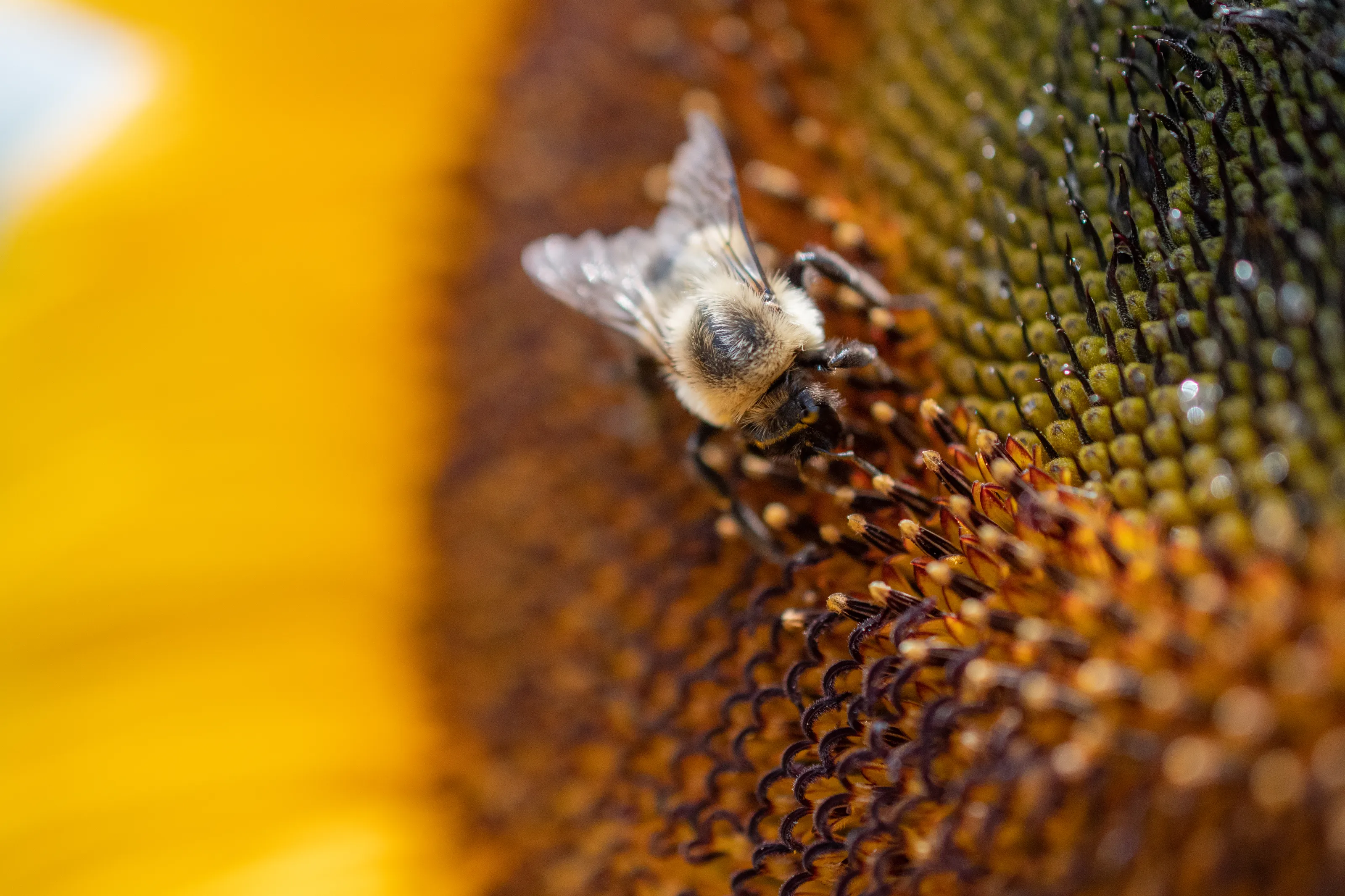 Close-Up Bees