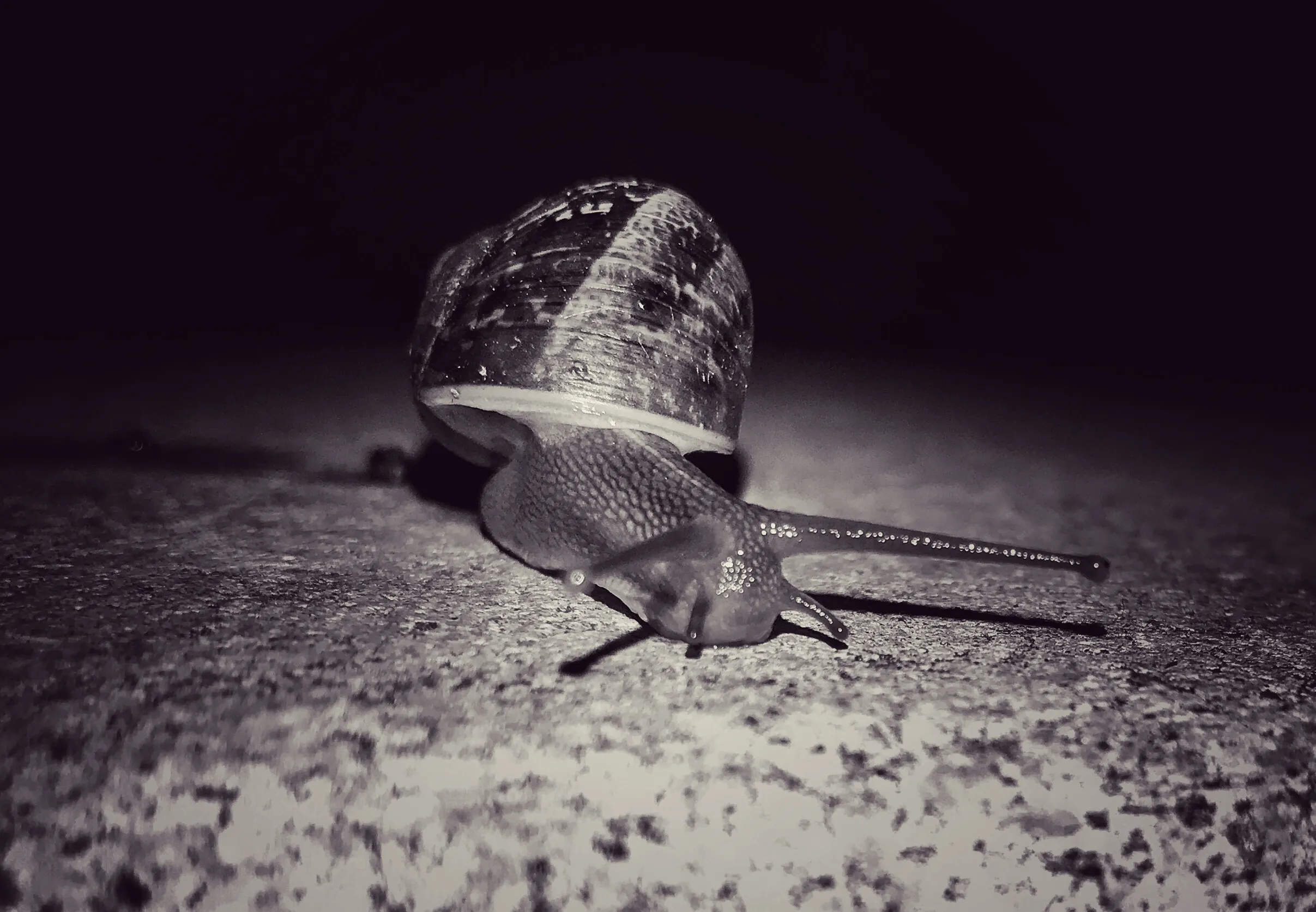 Snails in Monochrome