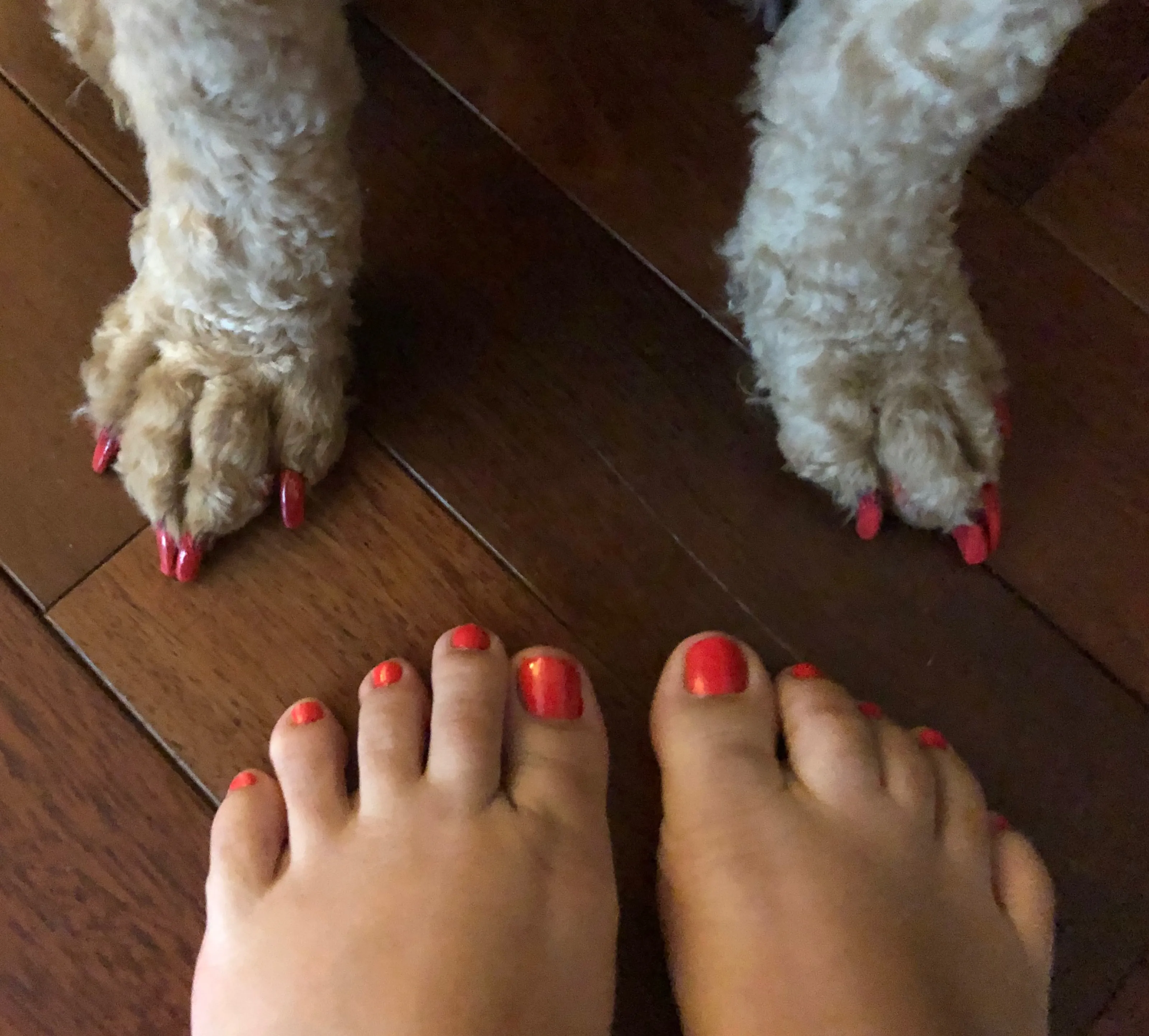 Feet: People, Animals, or Both Together
