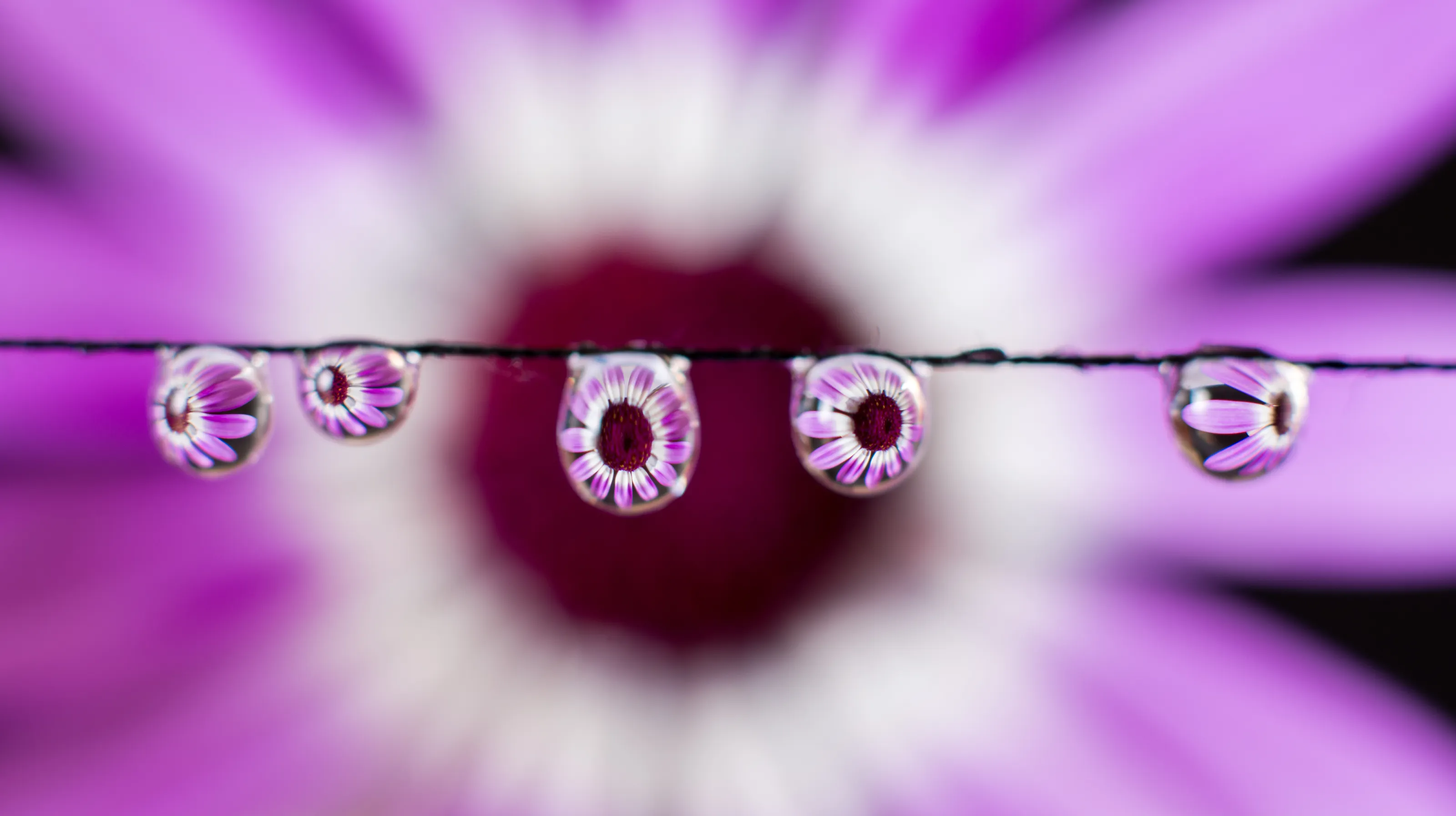 Macro and Close-Up Waterdrops