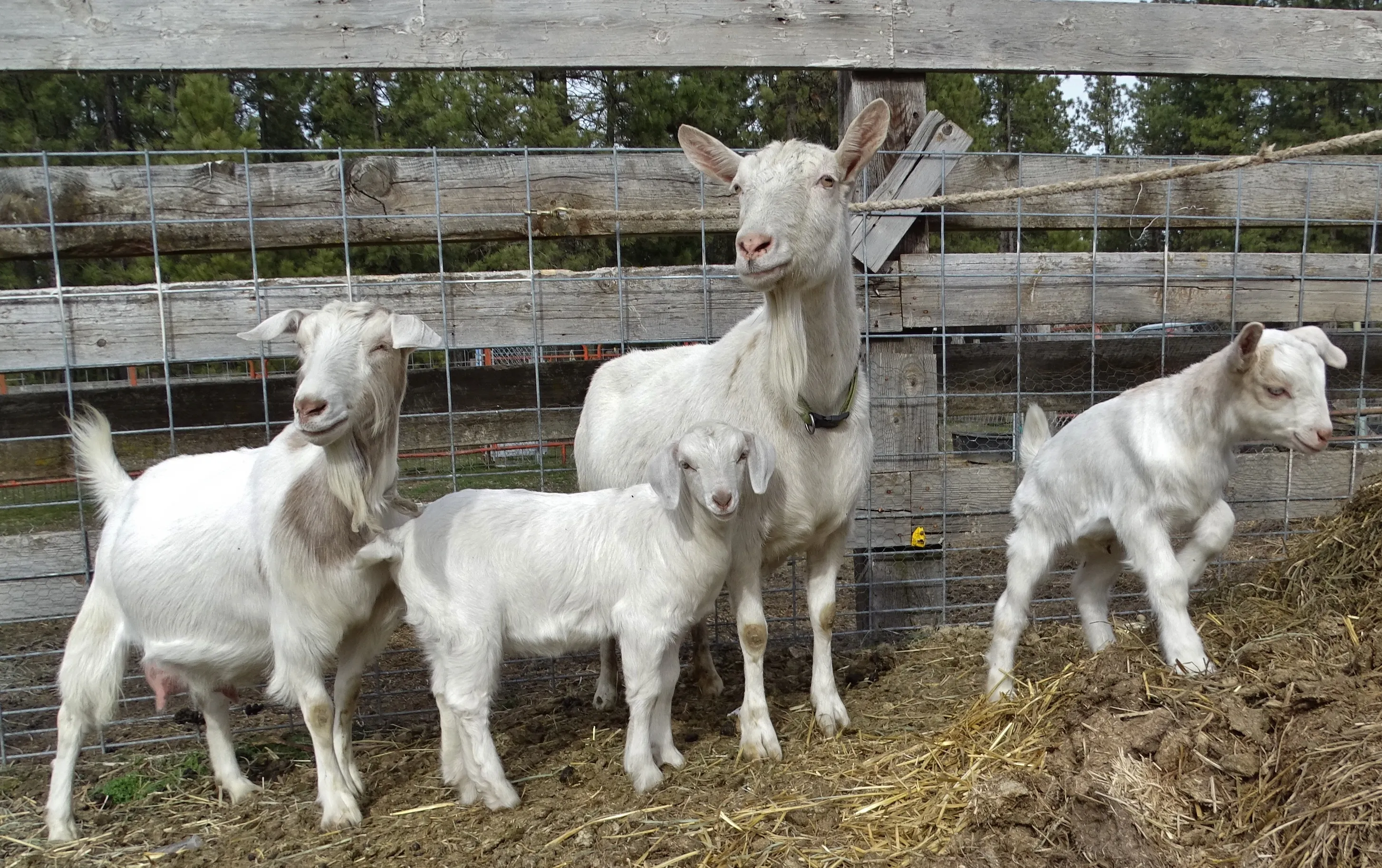Goats