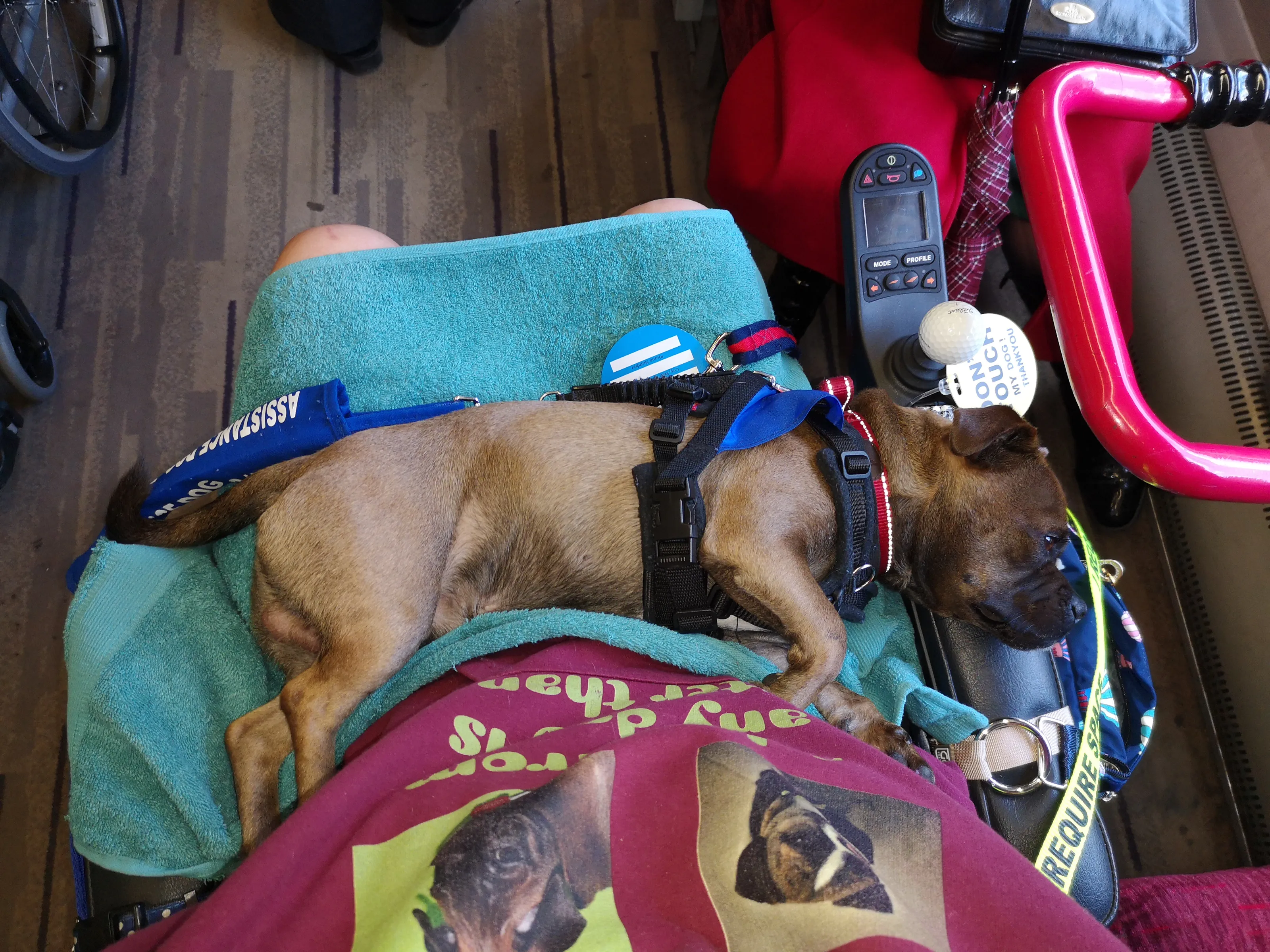 Dogs at Work (no sports dogs)