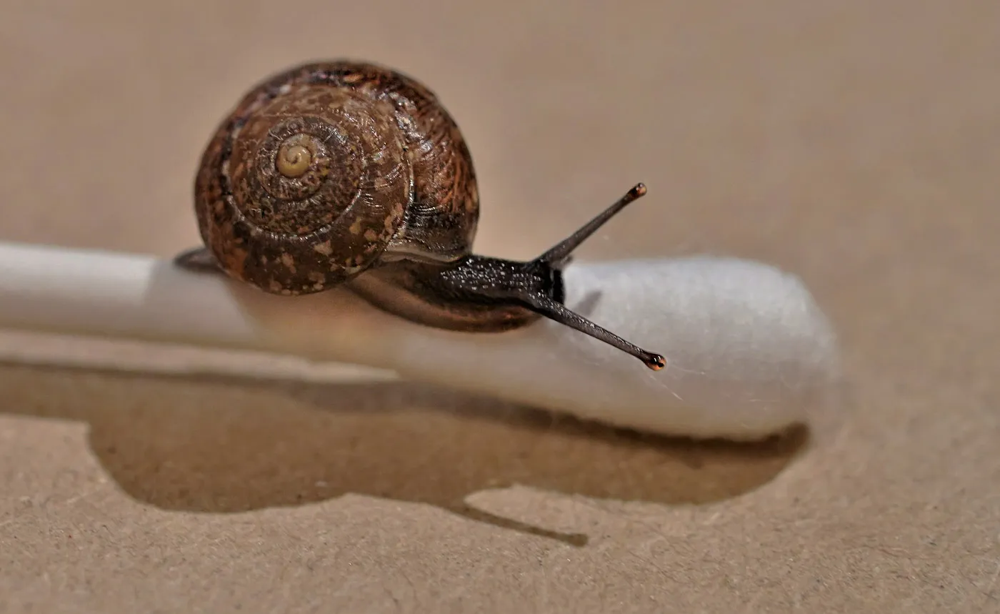 Size In Perspective