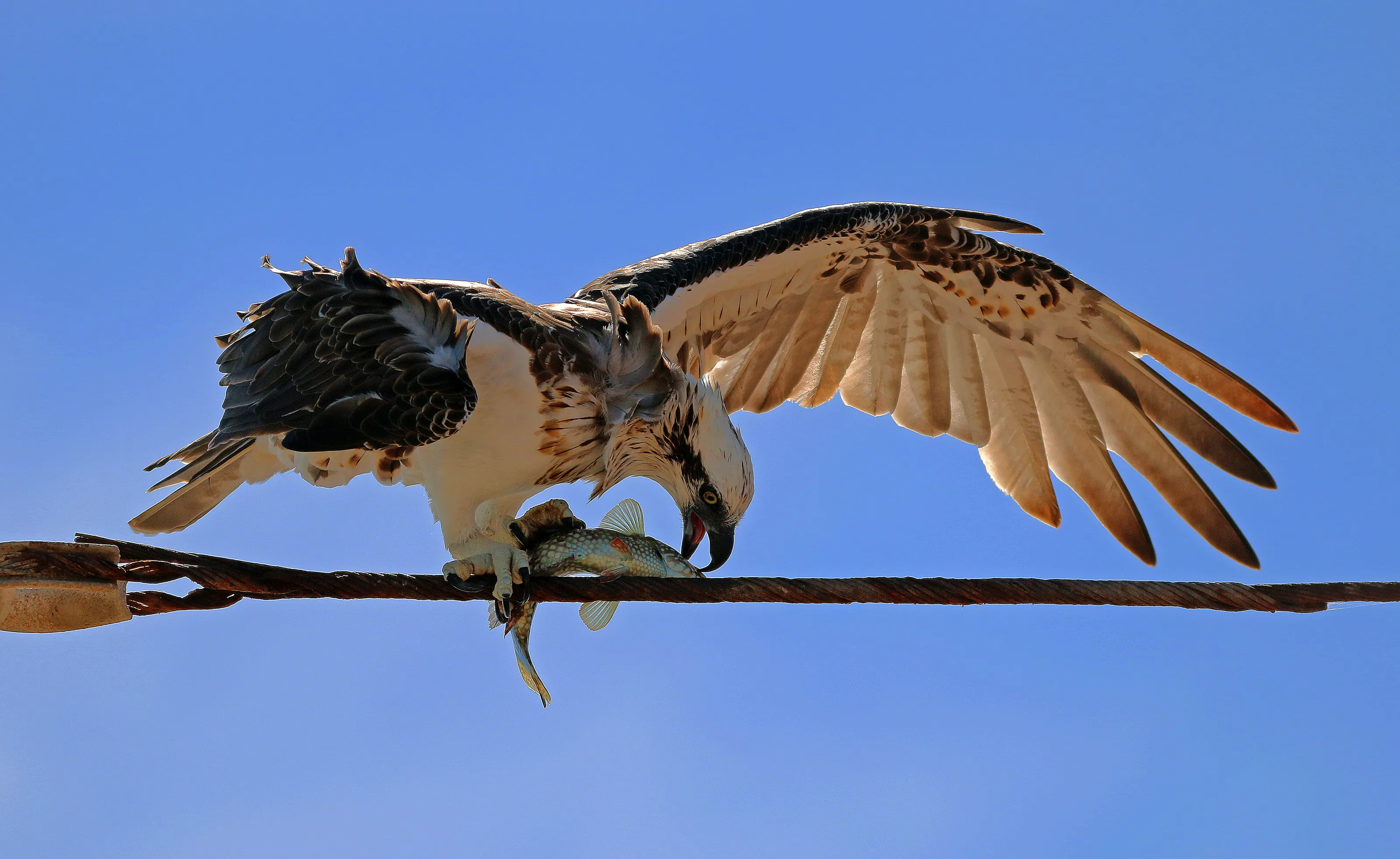 One Bird On A Wire