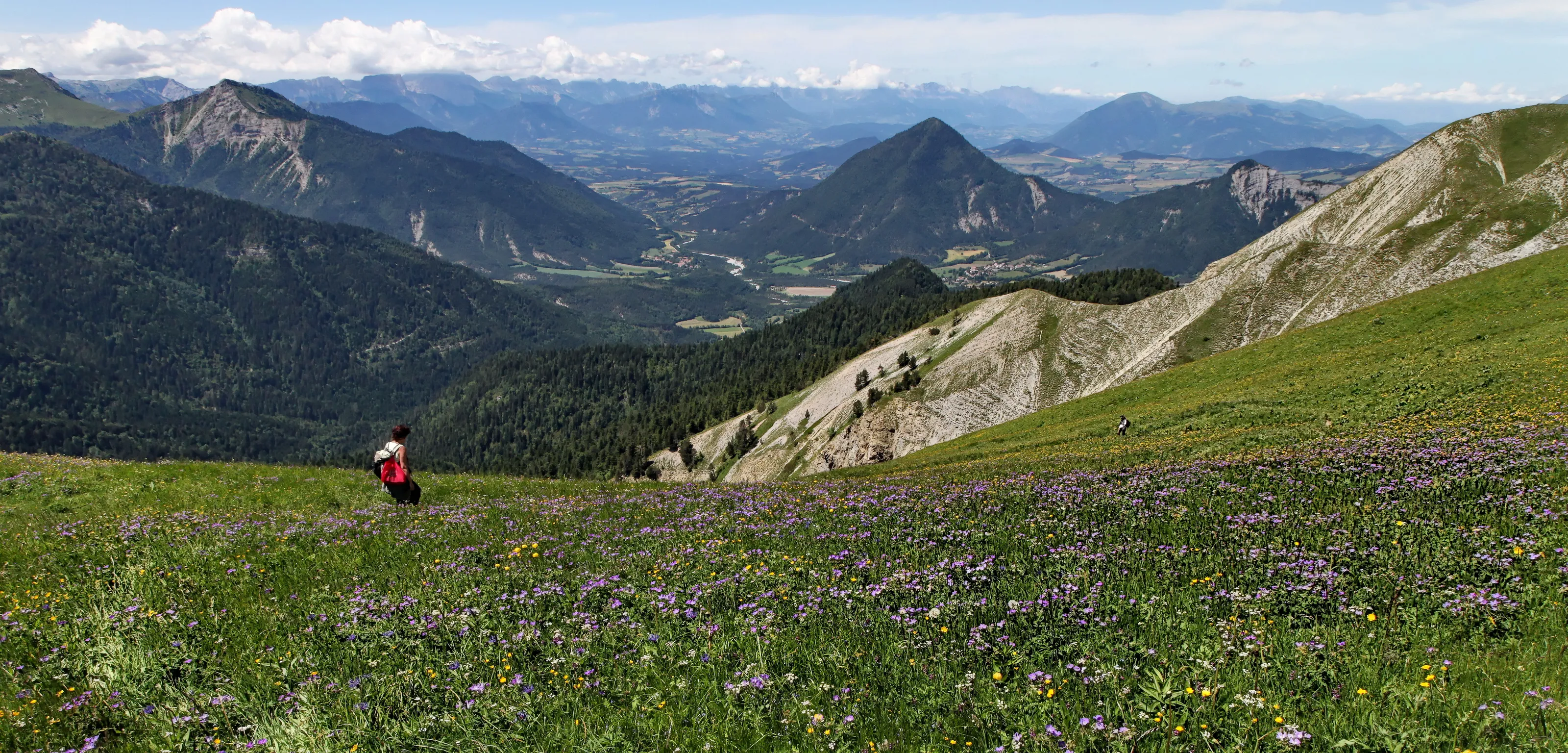 Wildflowers Blooming in the Mountains