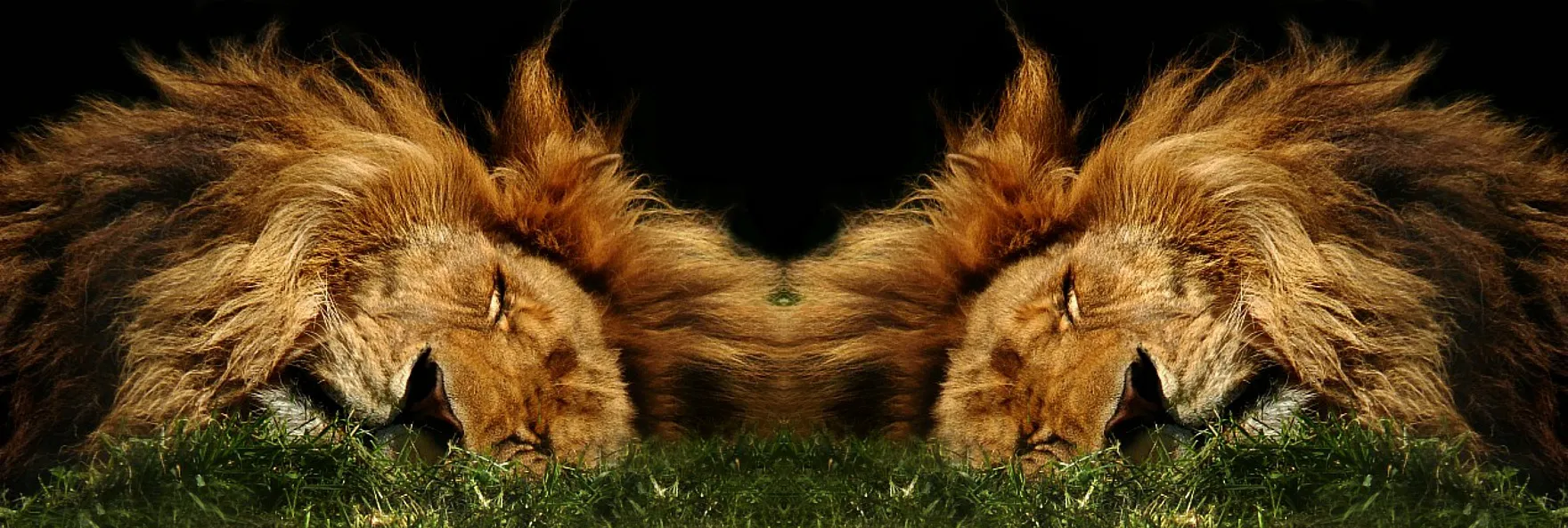 Mirror Image Of An Animal