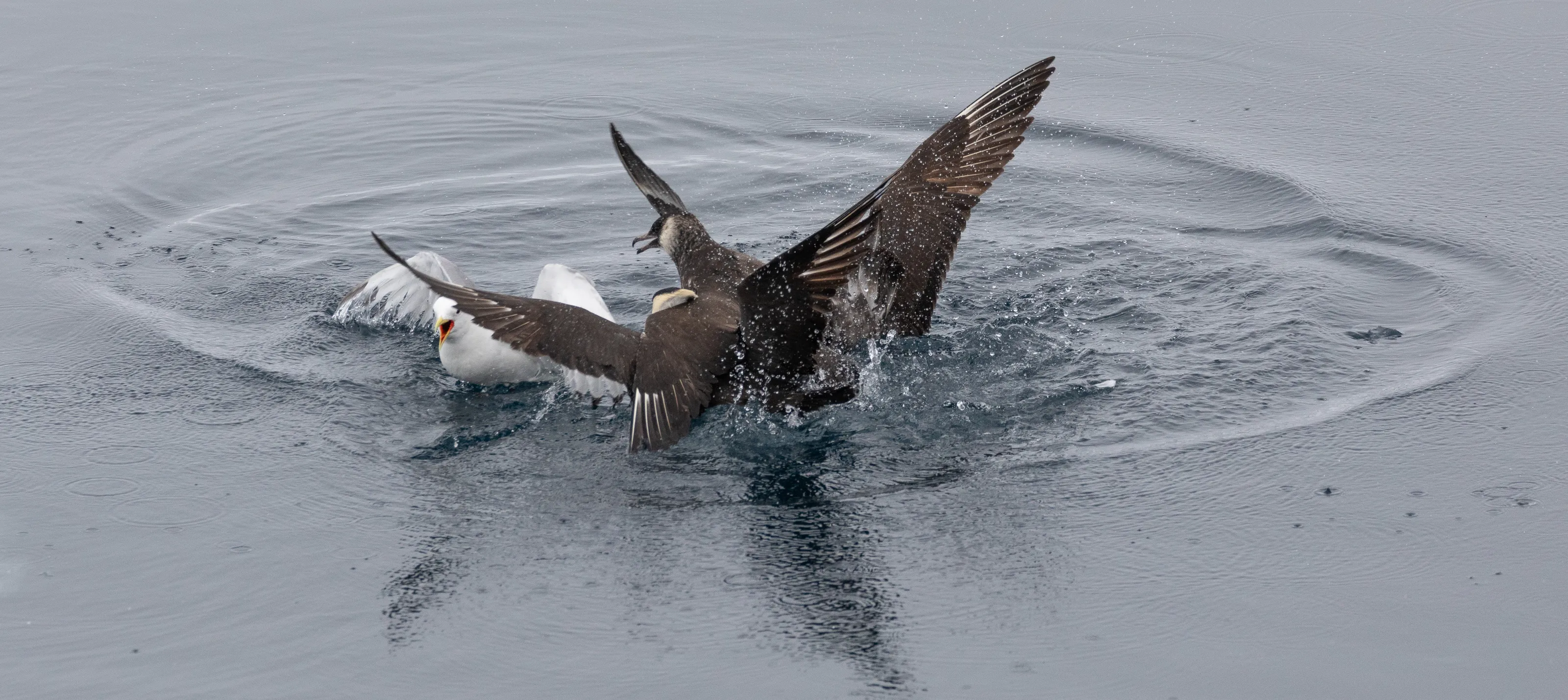 Birds With Open Beaks