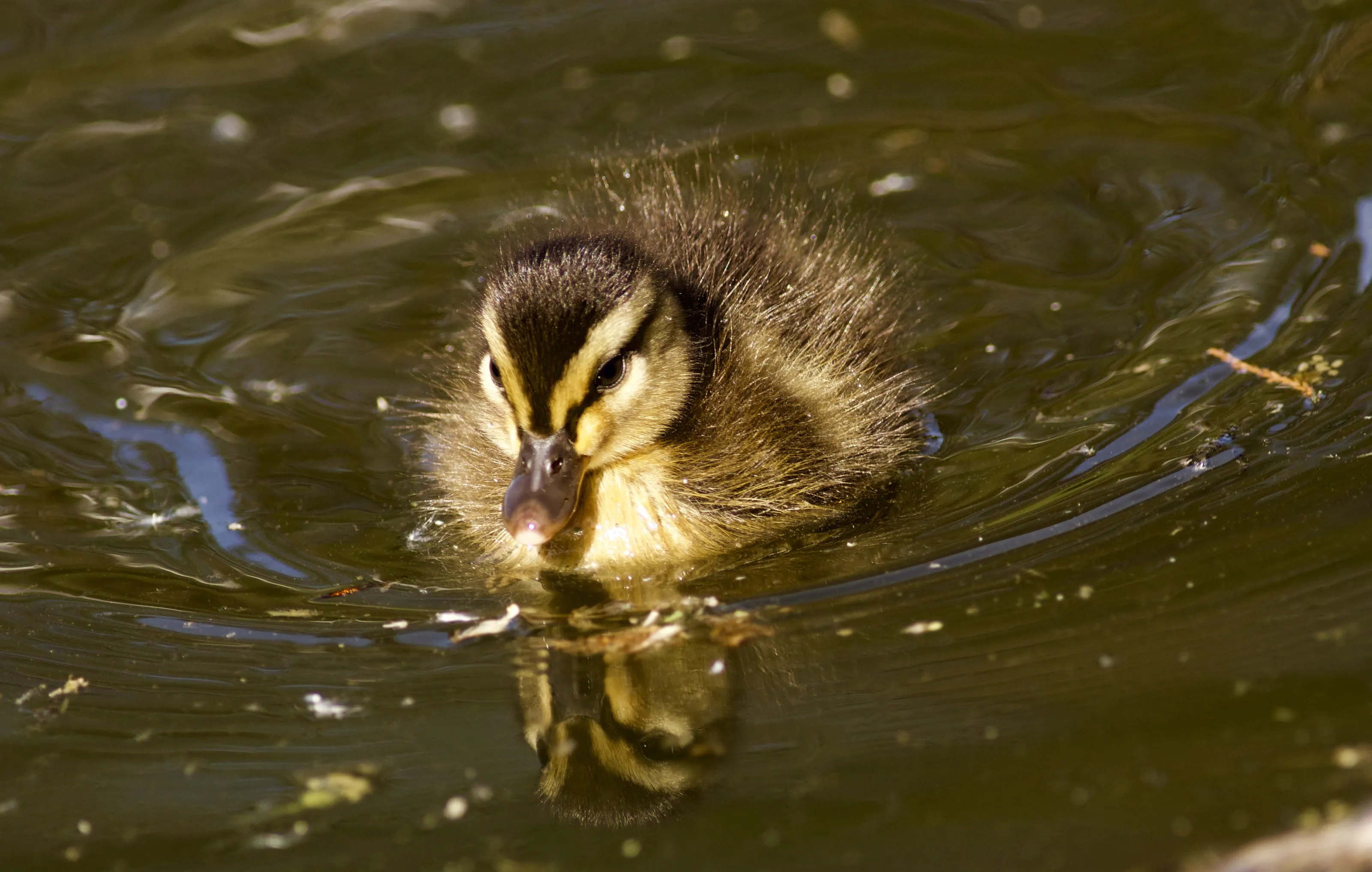 Ducklings