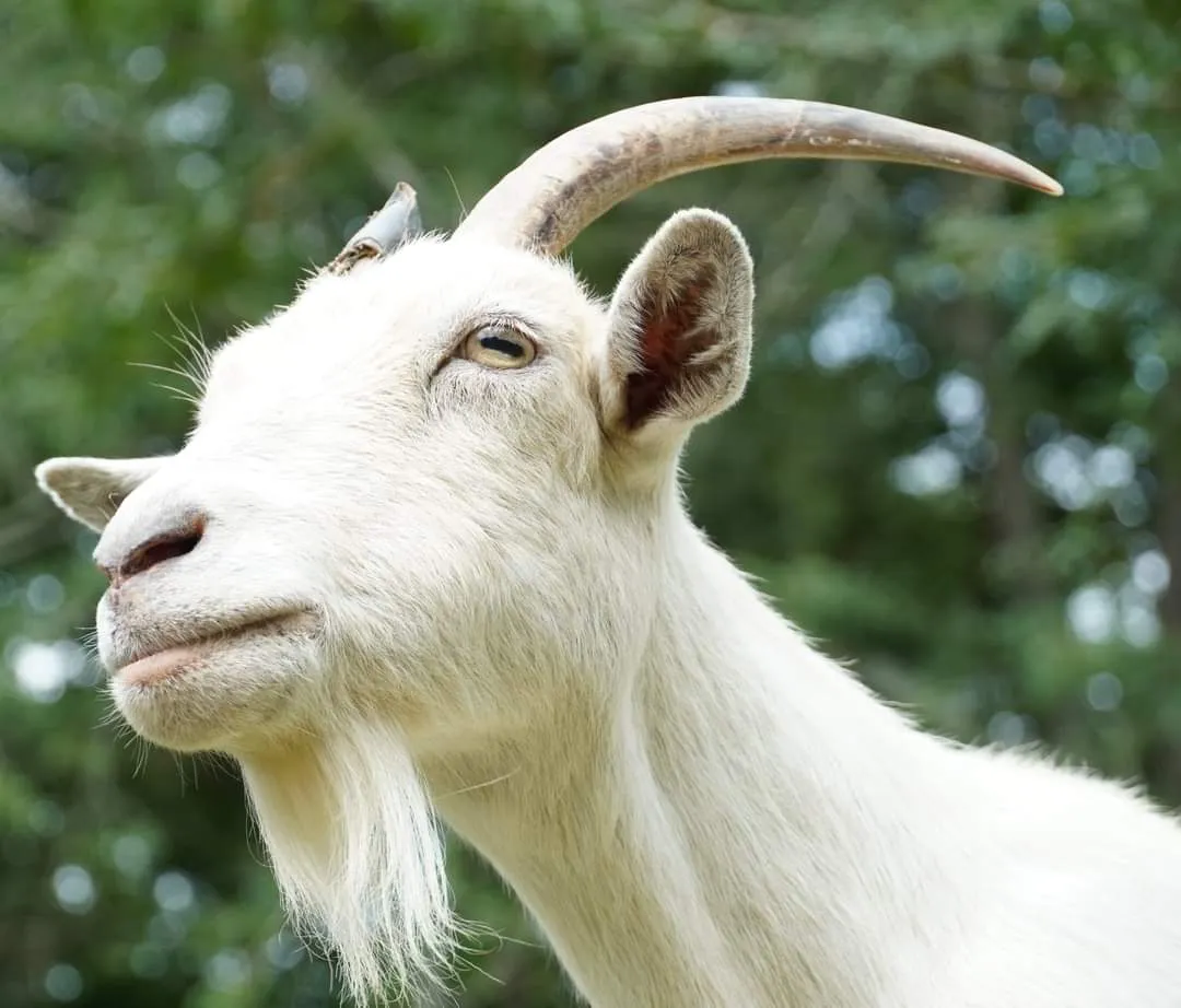 Goats (no people)