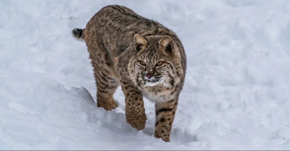 Mid-sized Wildcats