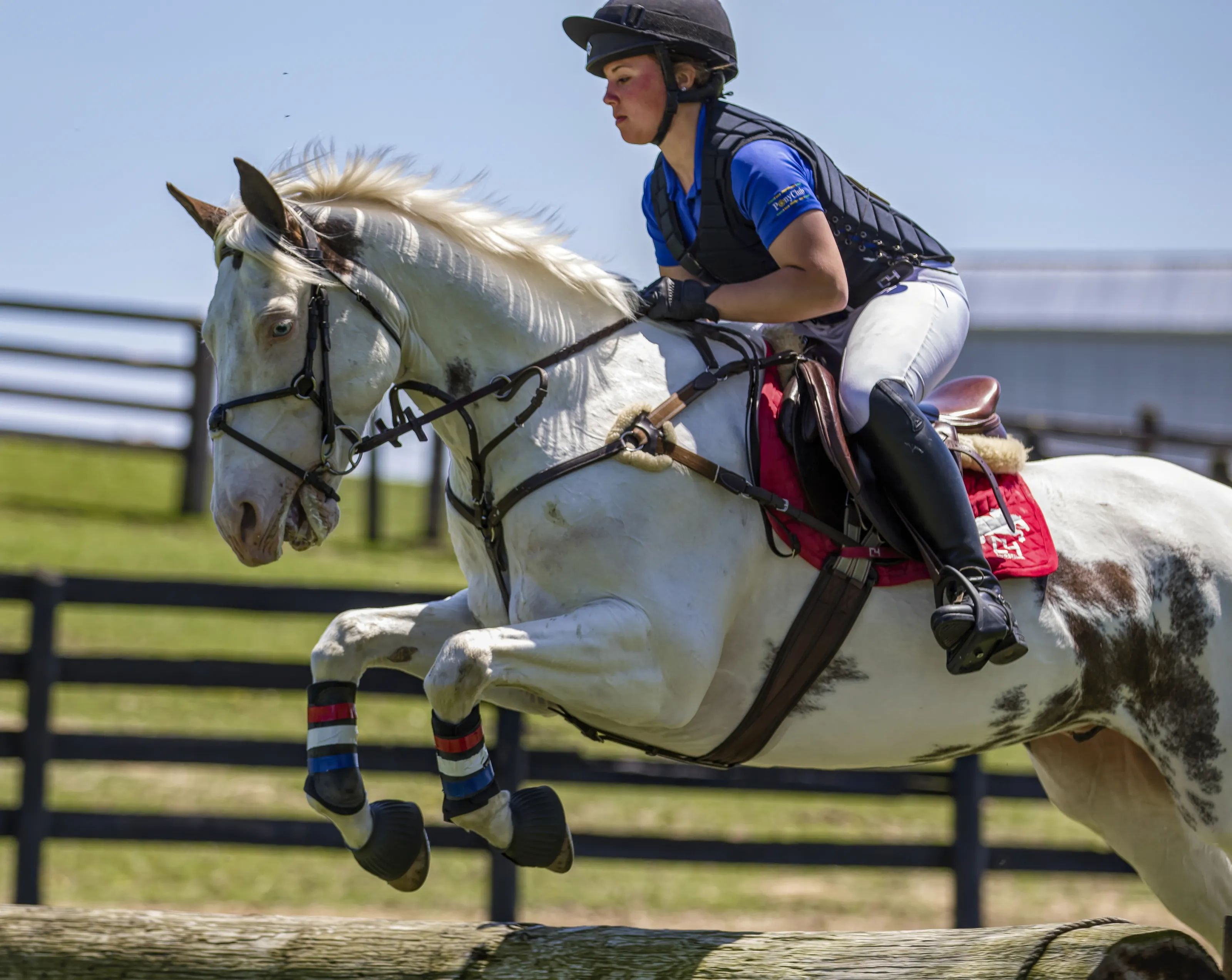A Horse Jumping (in colour)