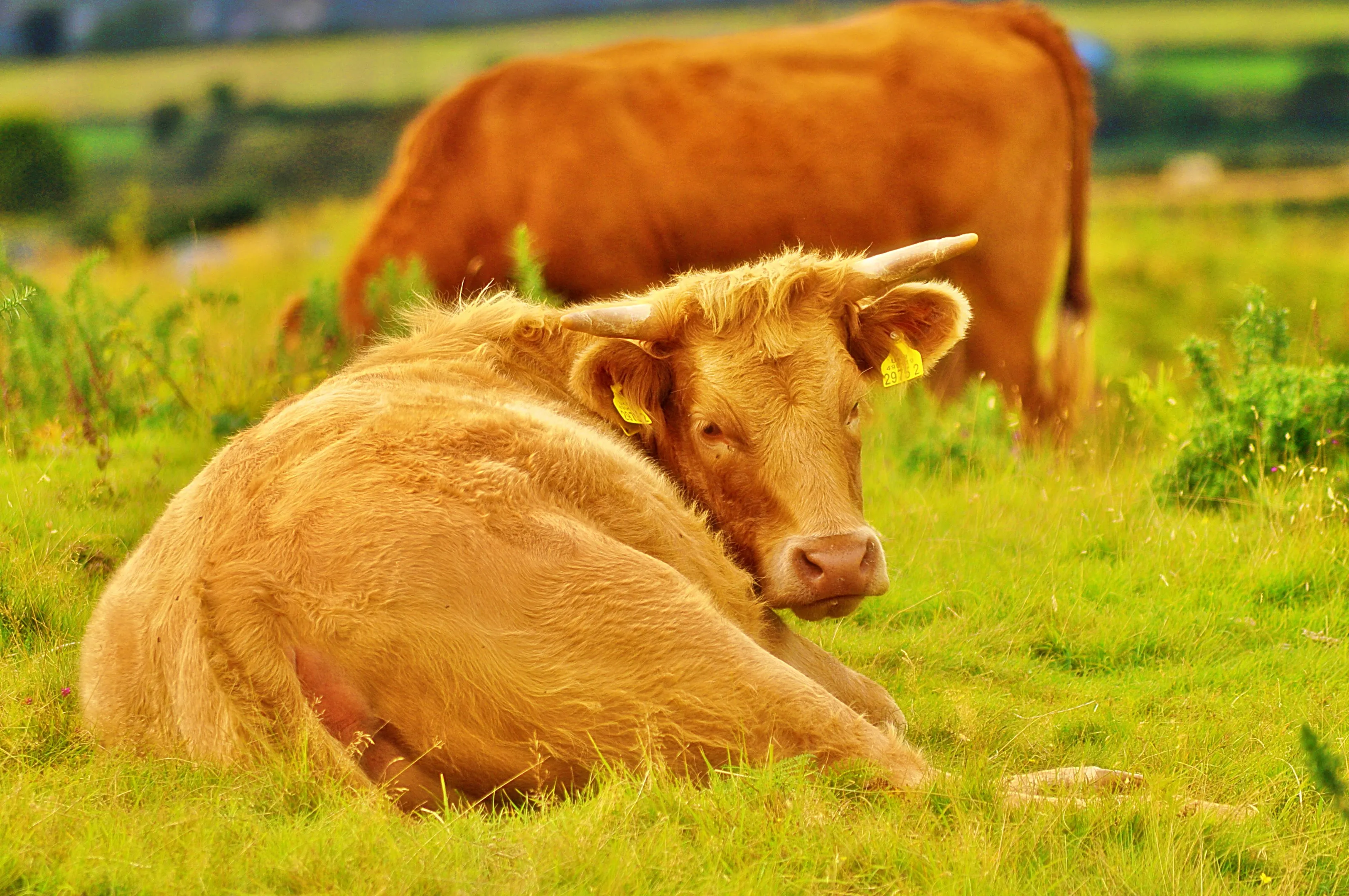 Cattle Lying Down (in colour)