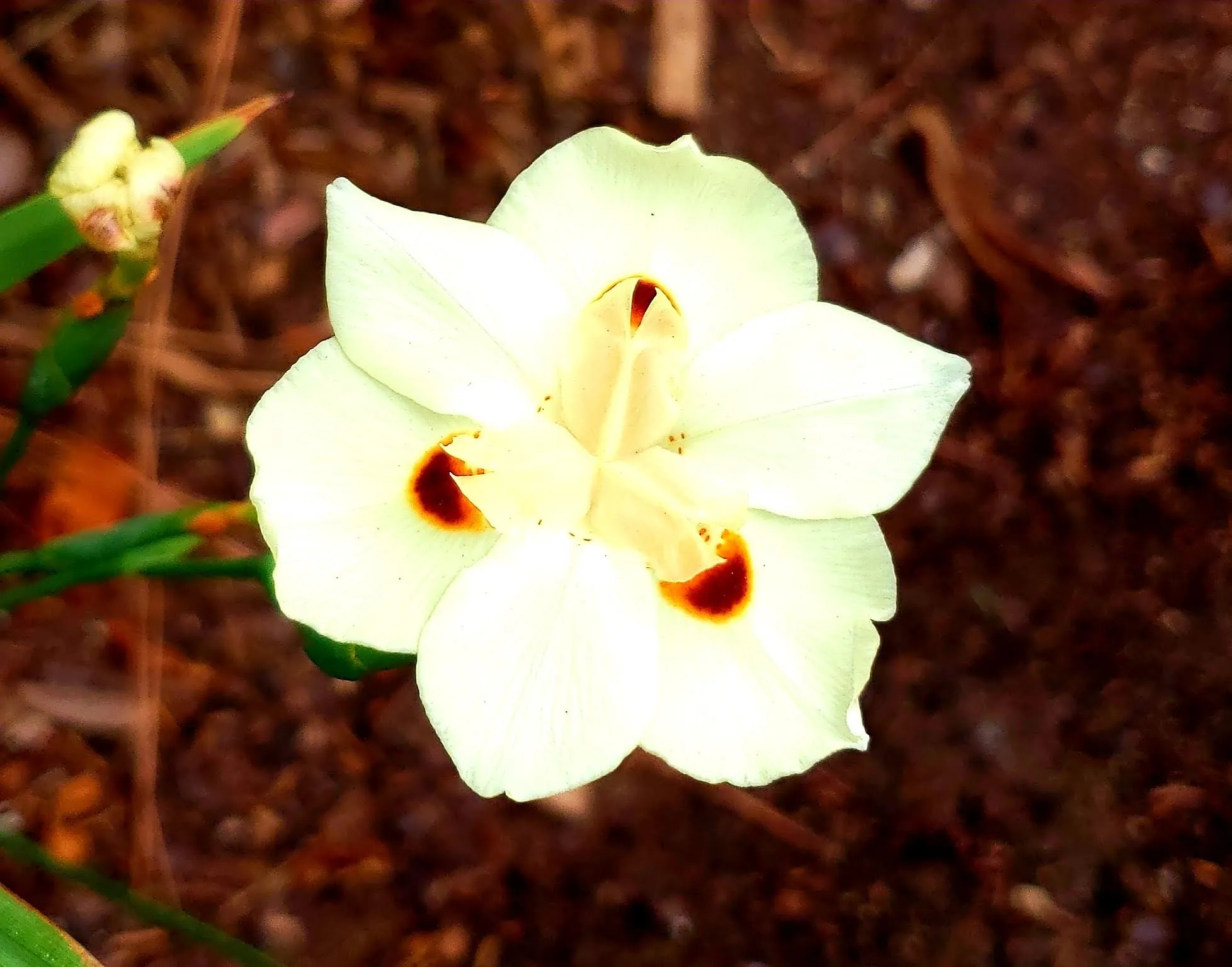 Flowers Other Than Roses (no roses)