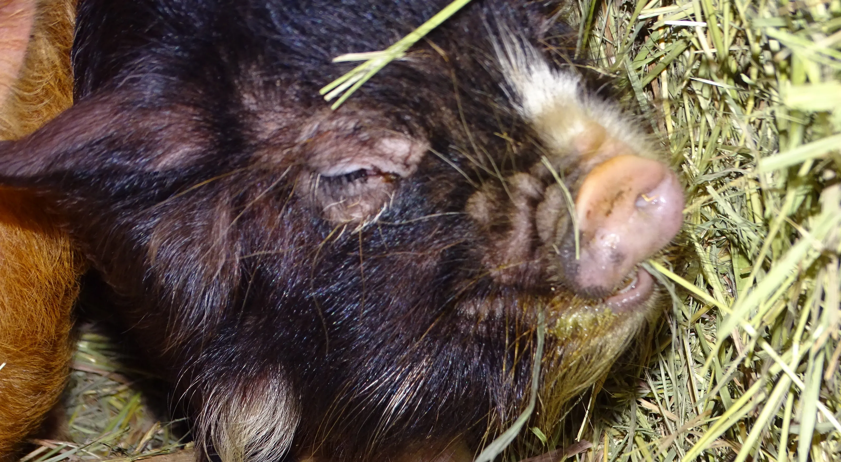 Pigs