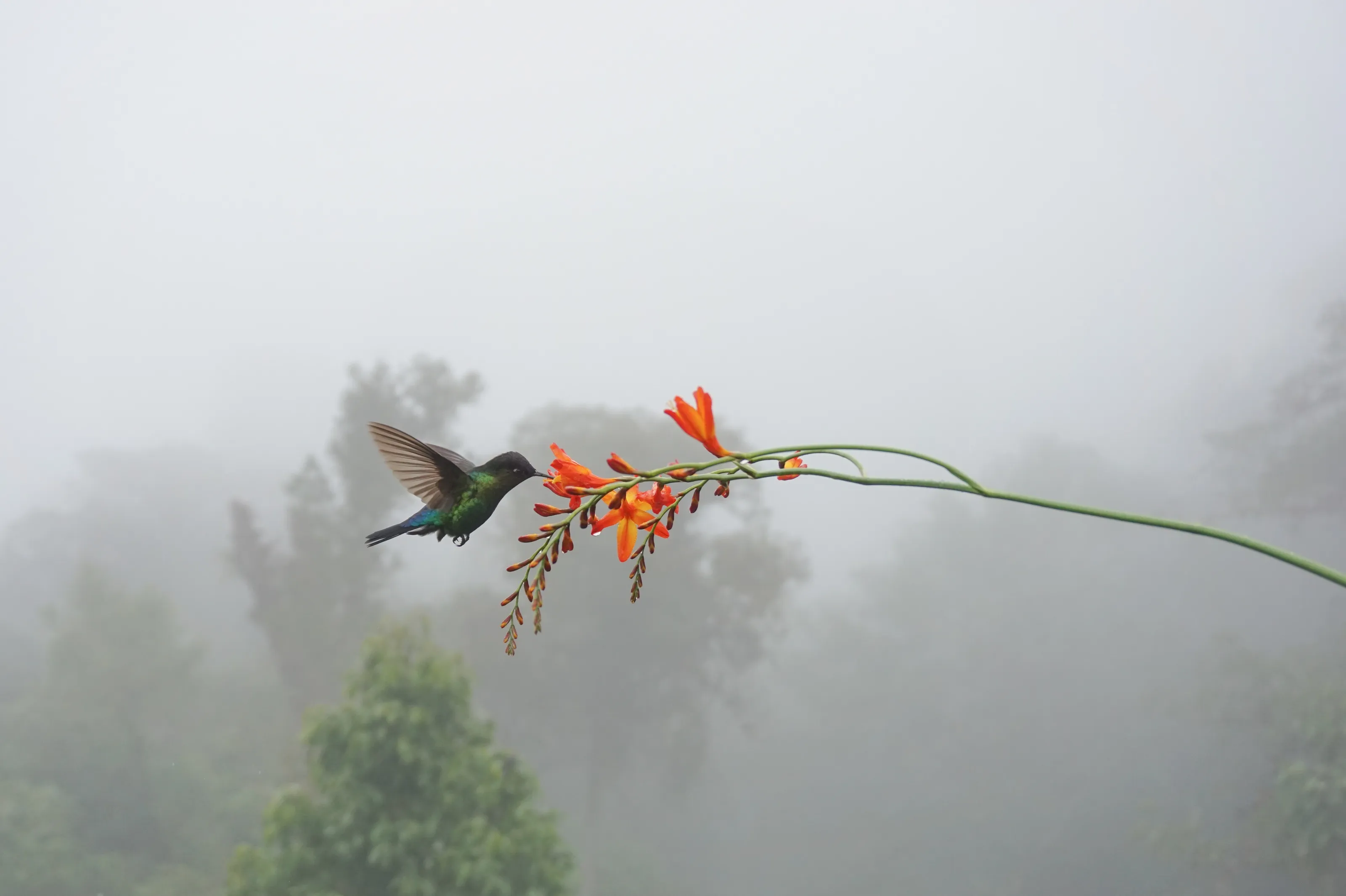 Calmness or Peacefulness