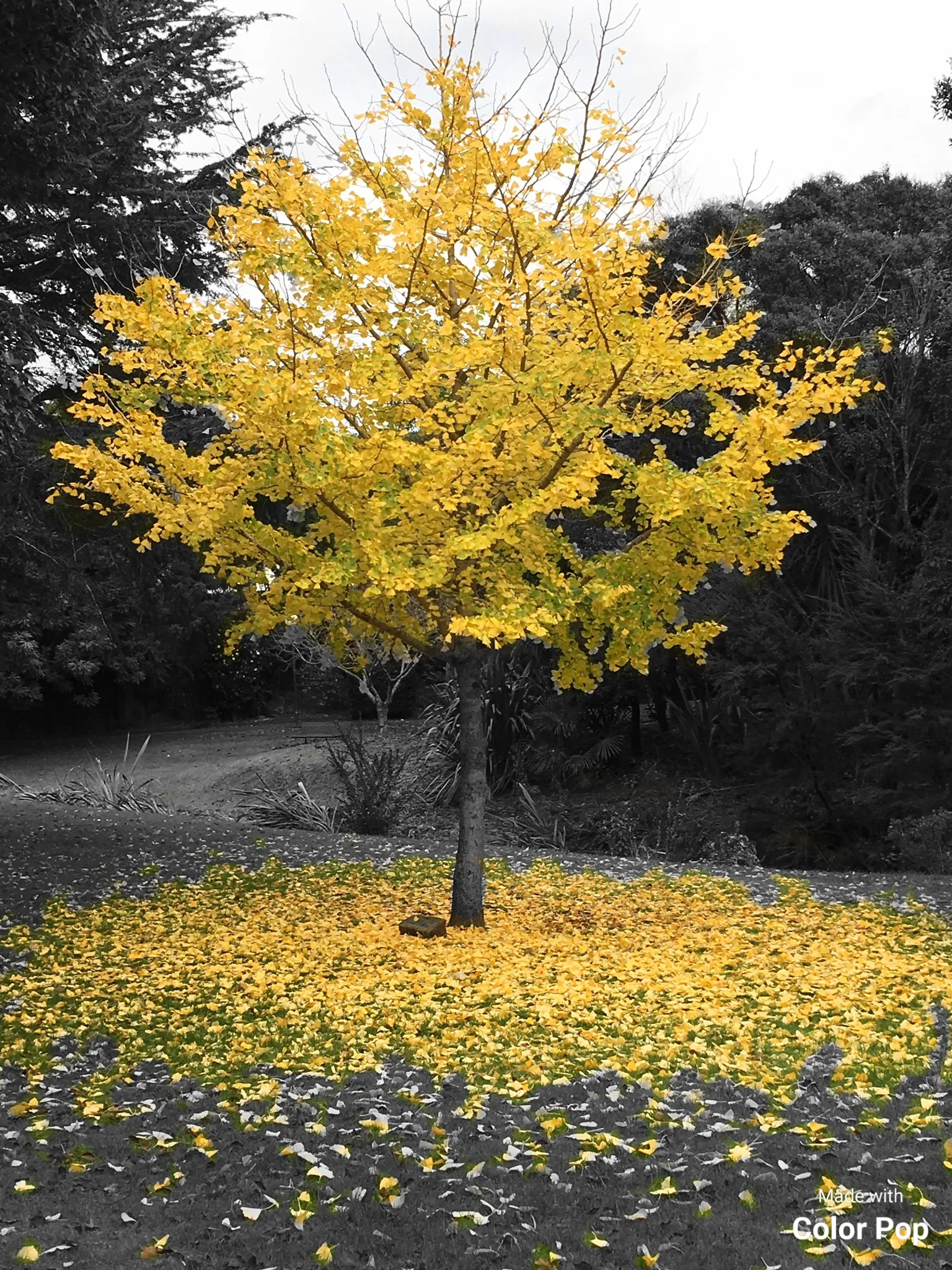 One Tree In Selective Colour