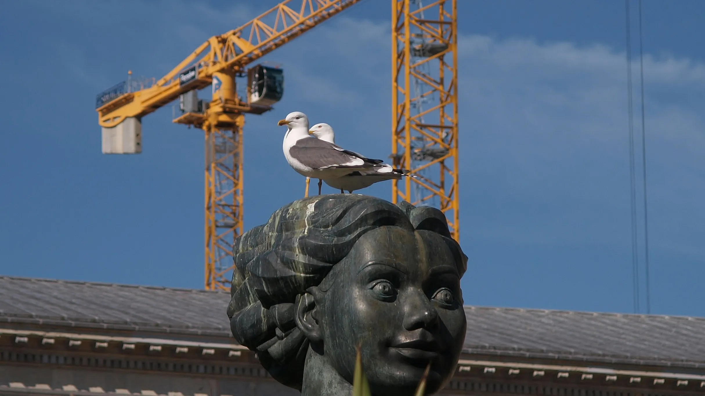 Birds On Urban Perches