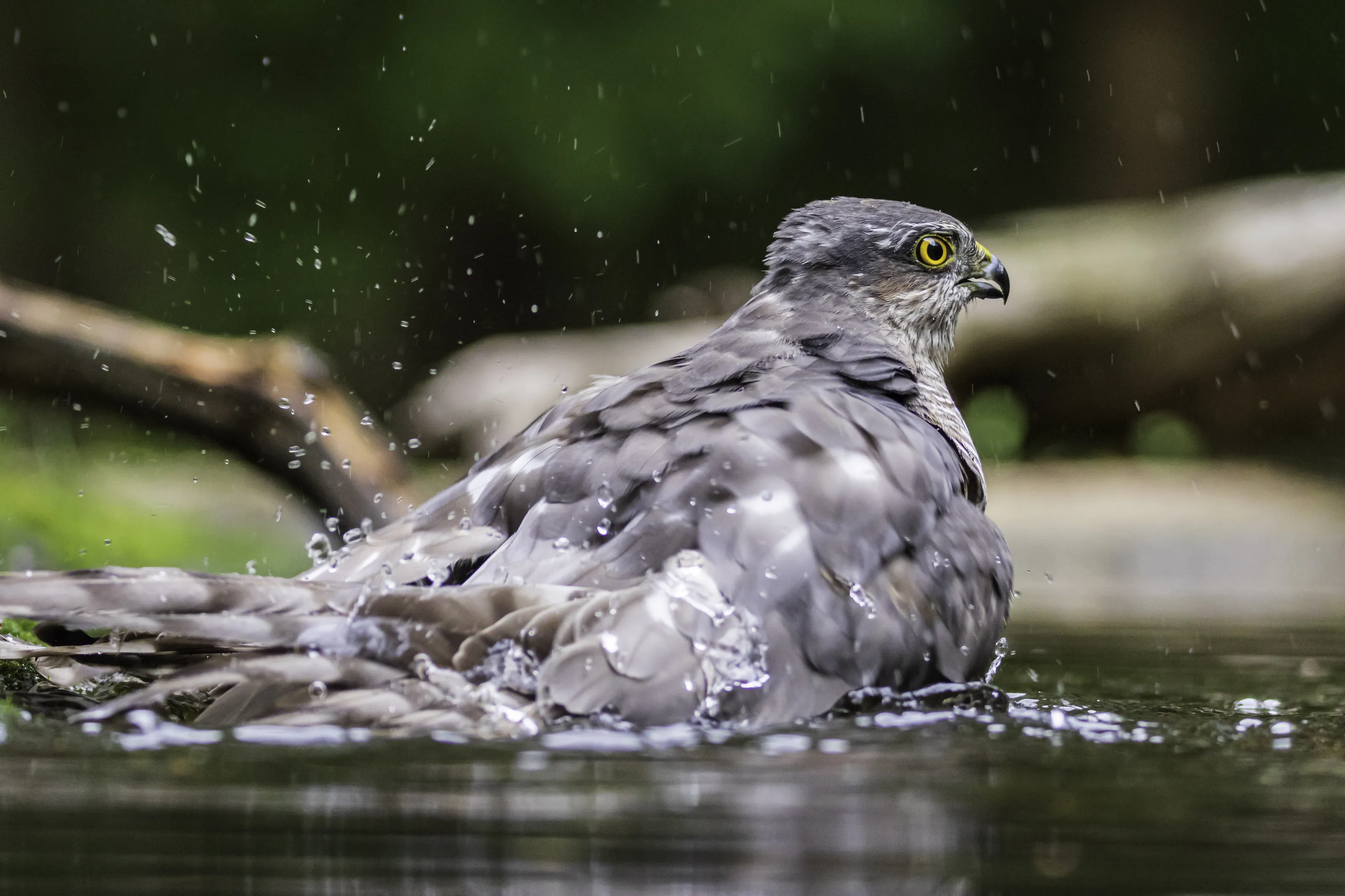 Hawks In Colour