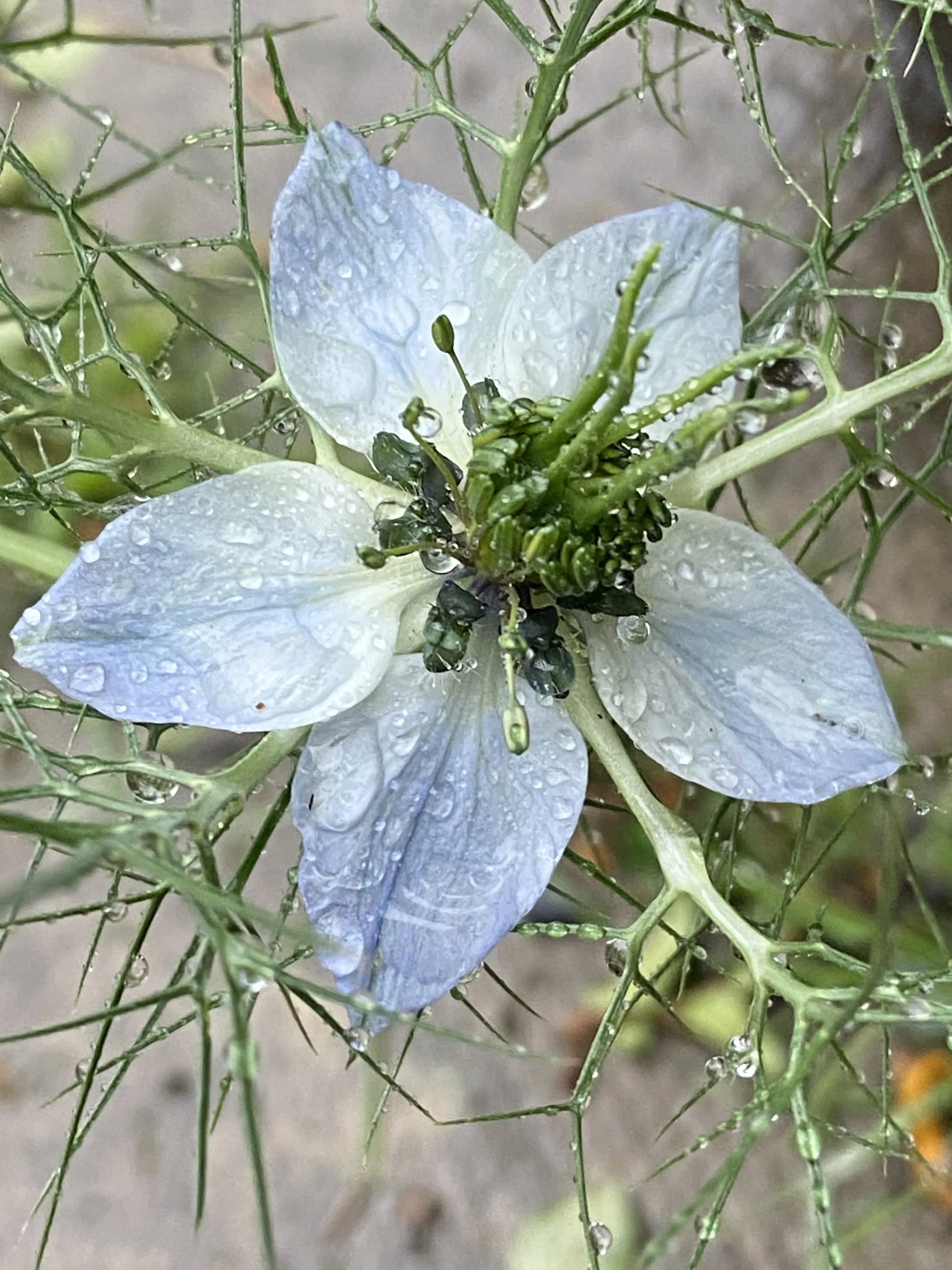 Nigella Flowers
