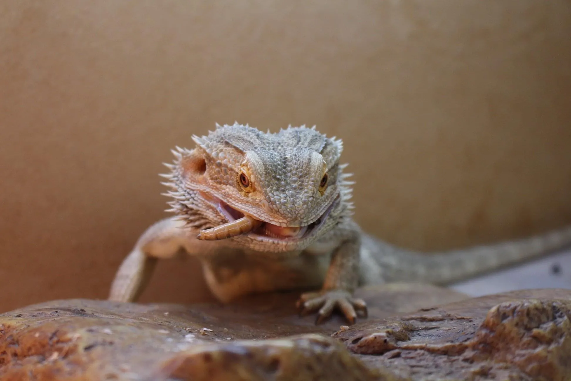 Bearded Dragons