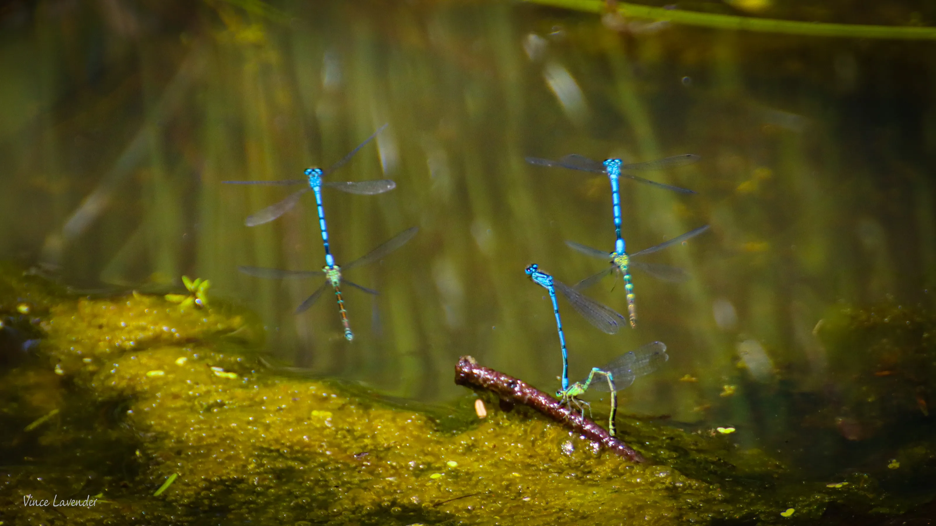 Insects Mating