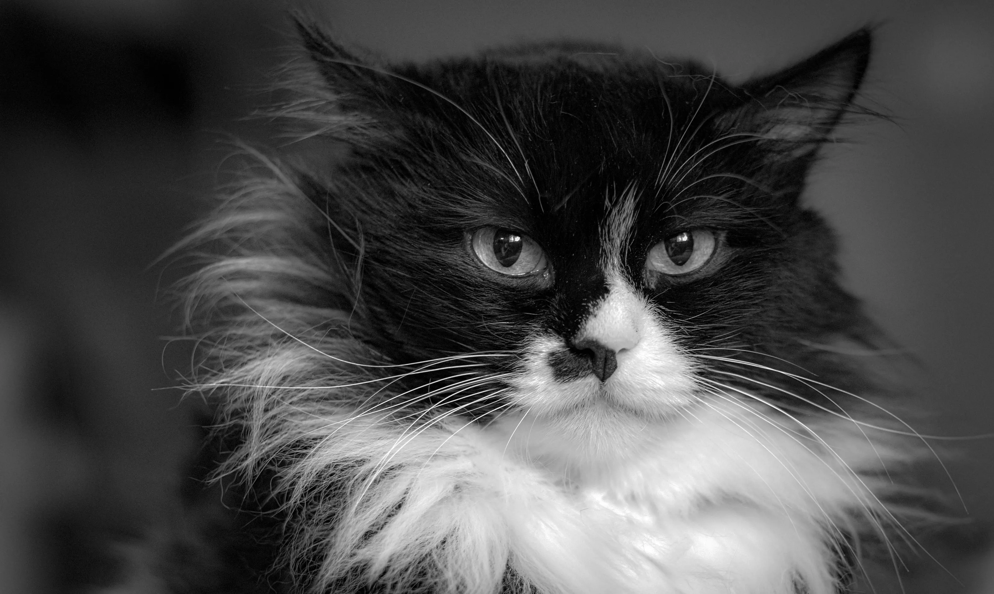 Felines in black and white