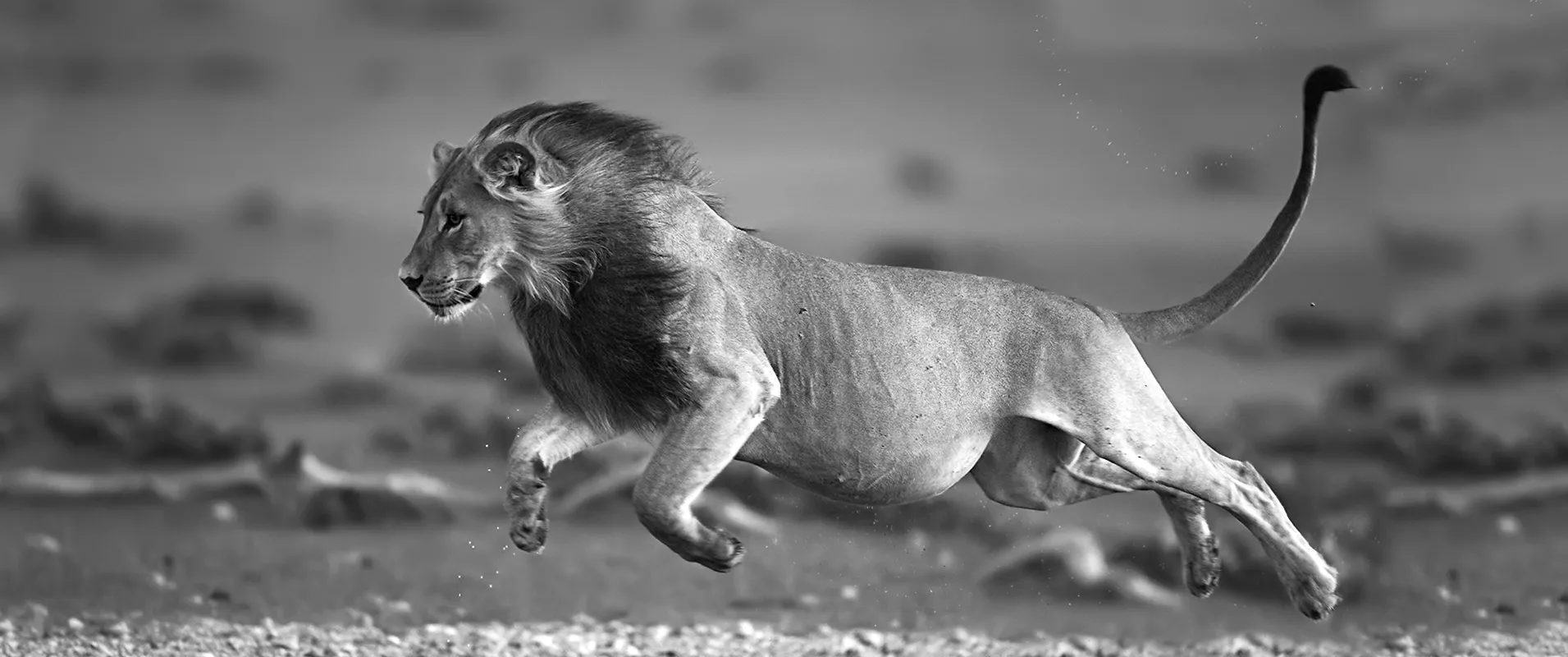 Felines in black and white