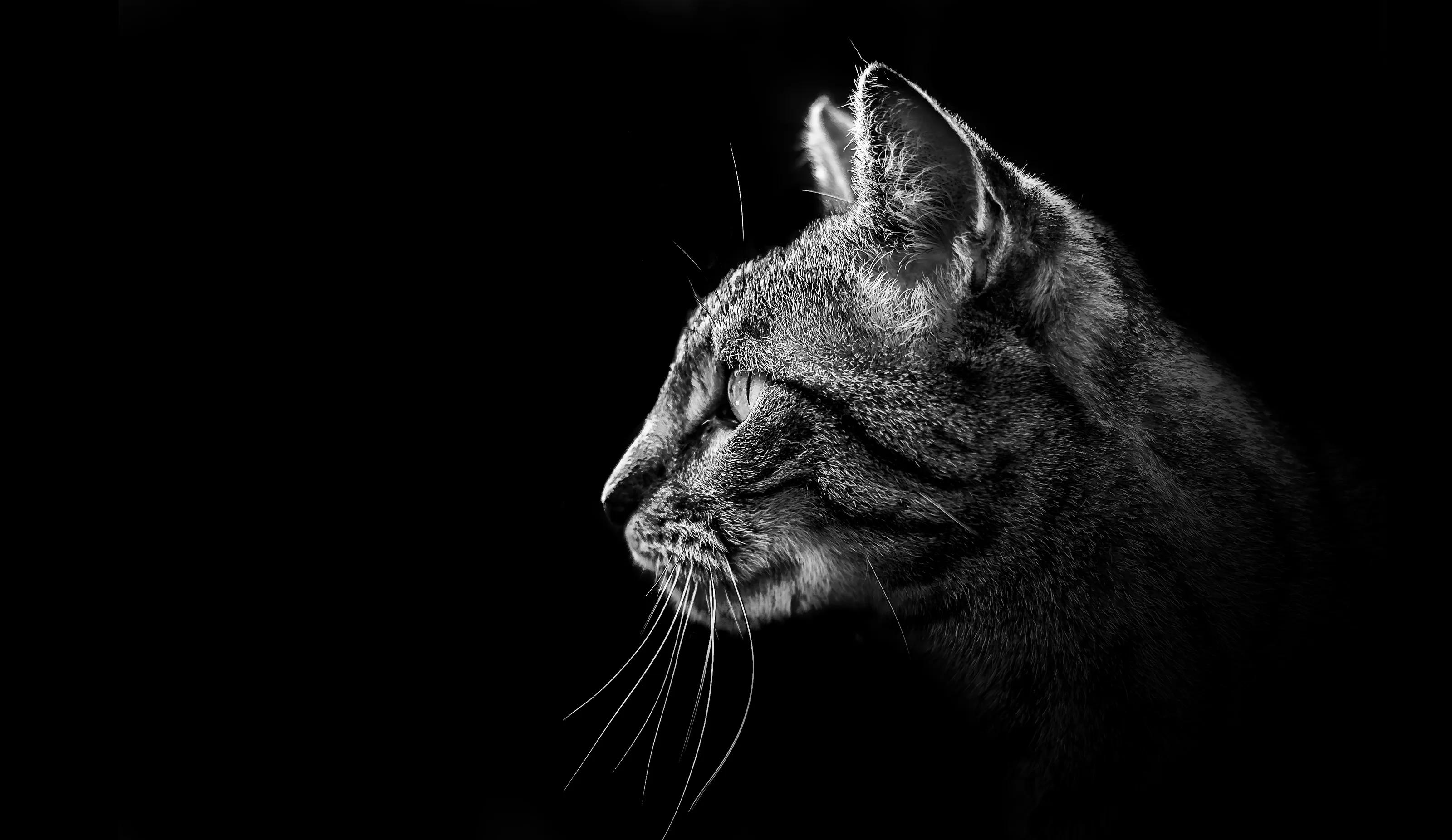 Felines in black and white