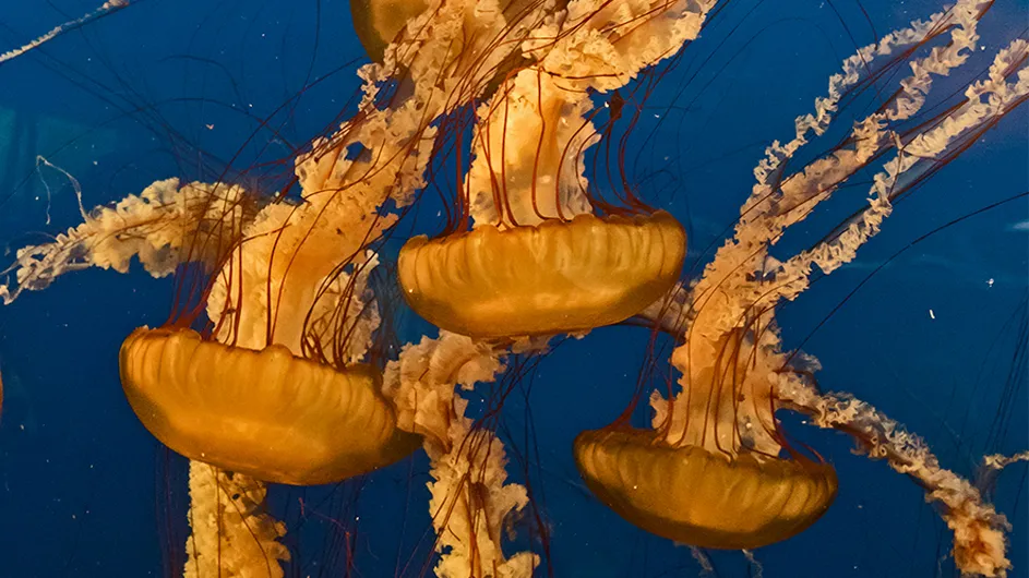A Visit Inside An Aquarium