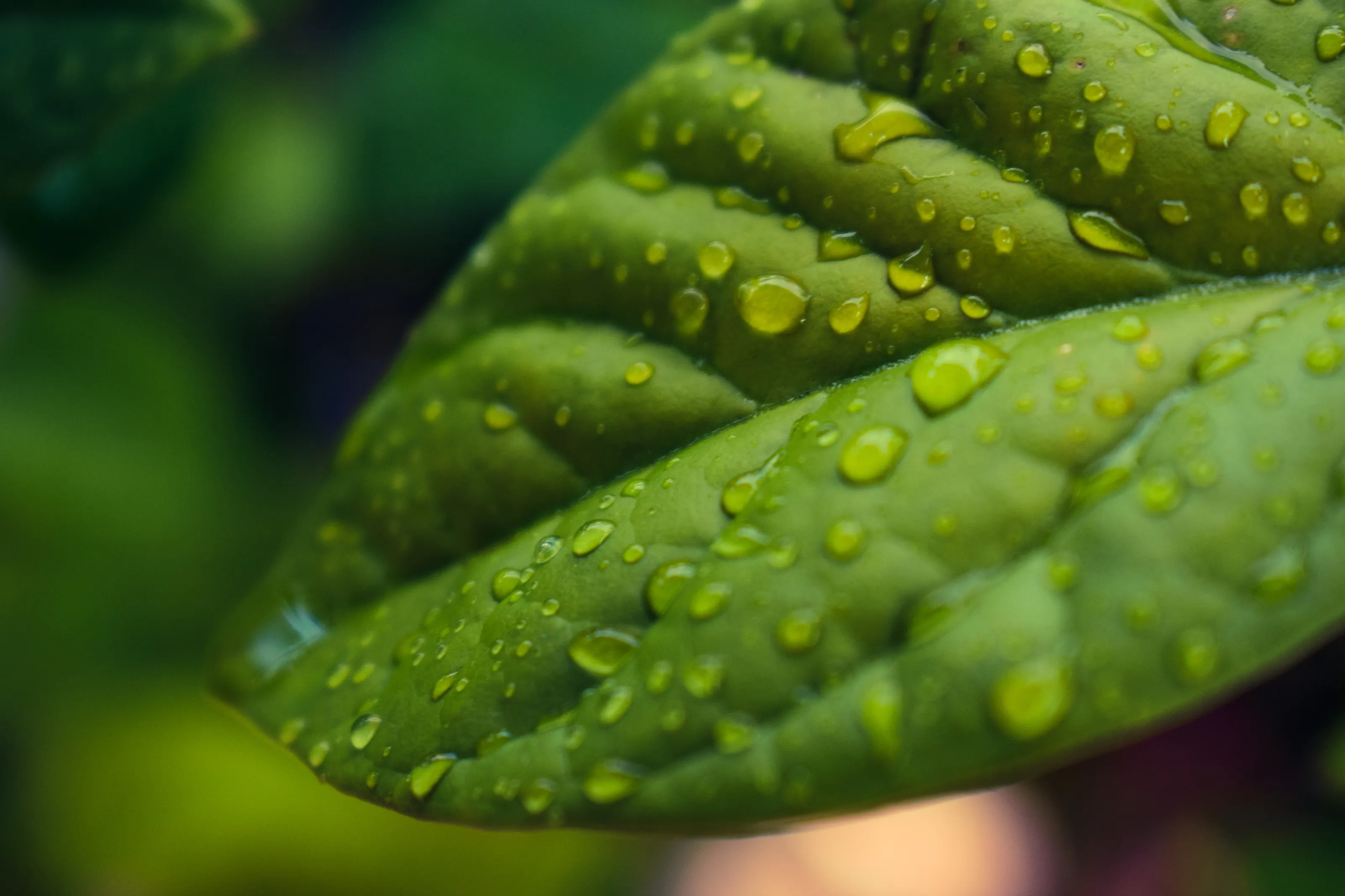 Leaves In Colour
