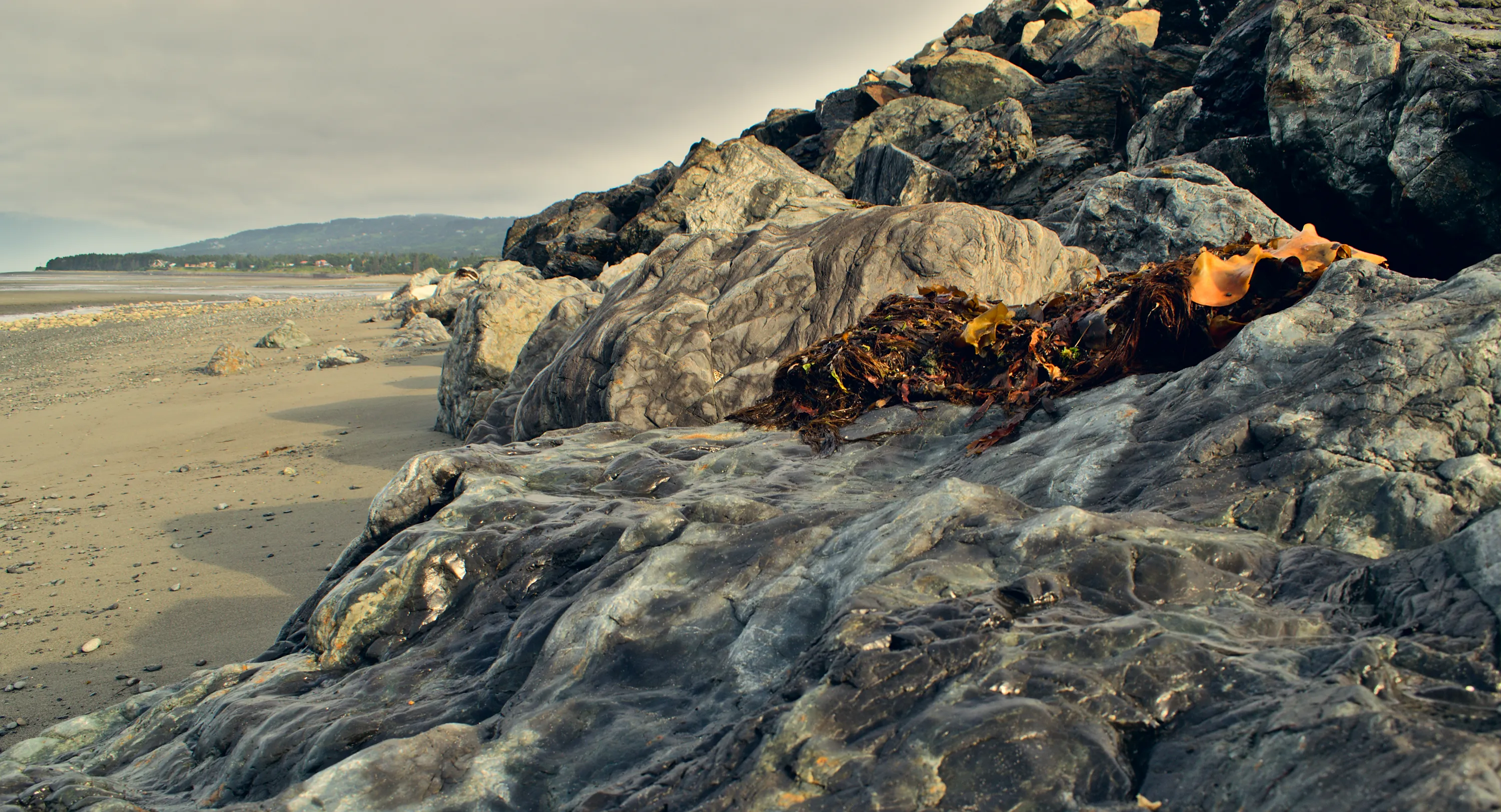 Seaweed