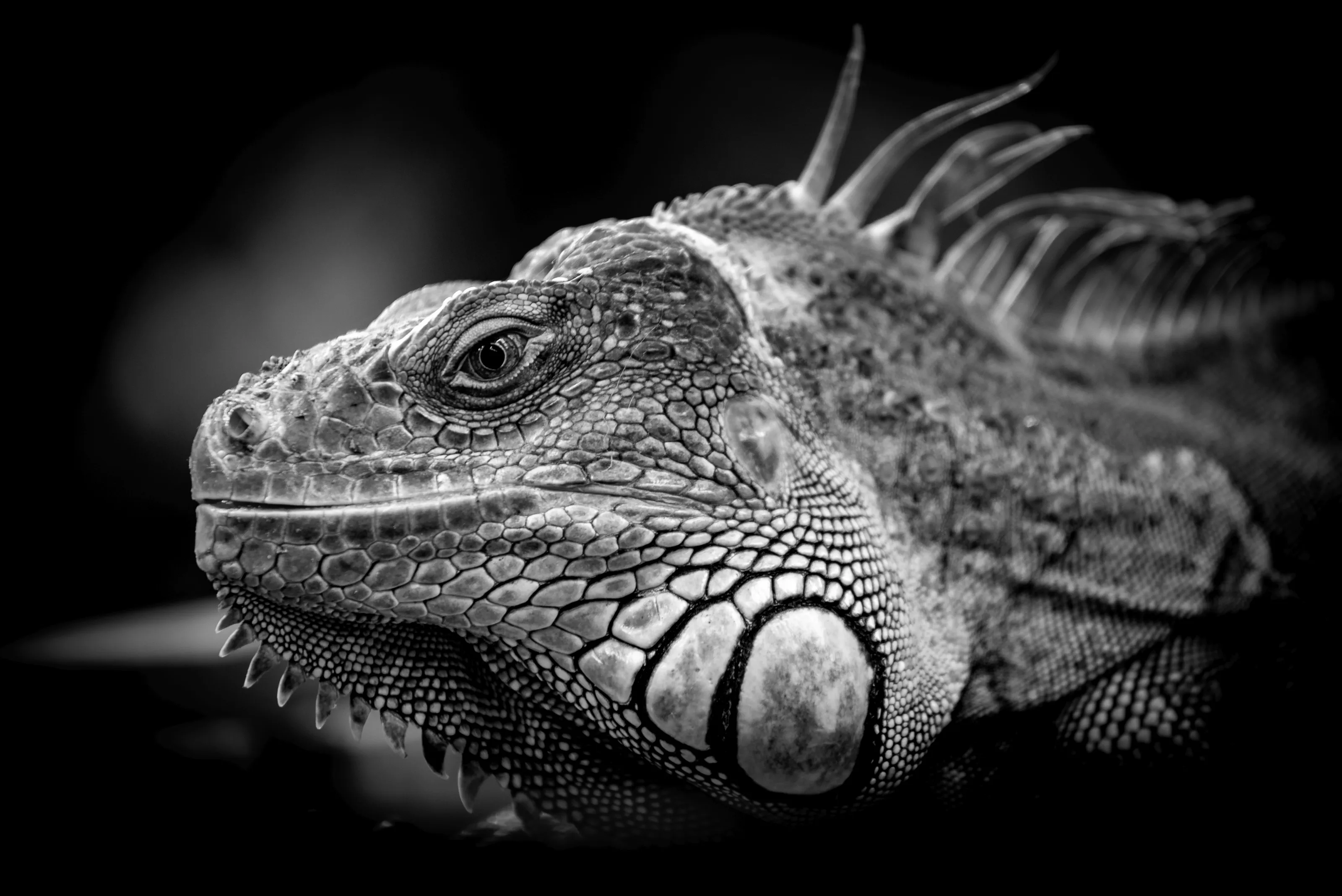 Iguanas Only