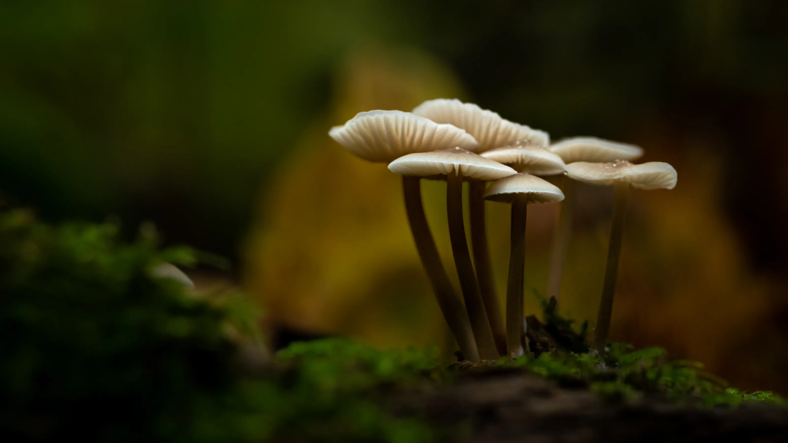 Fungus in Nature