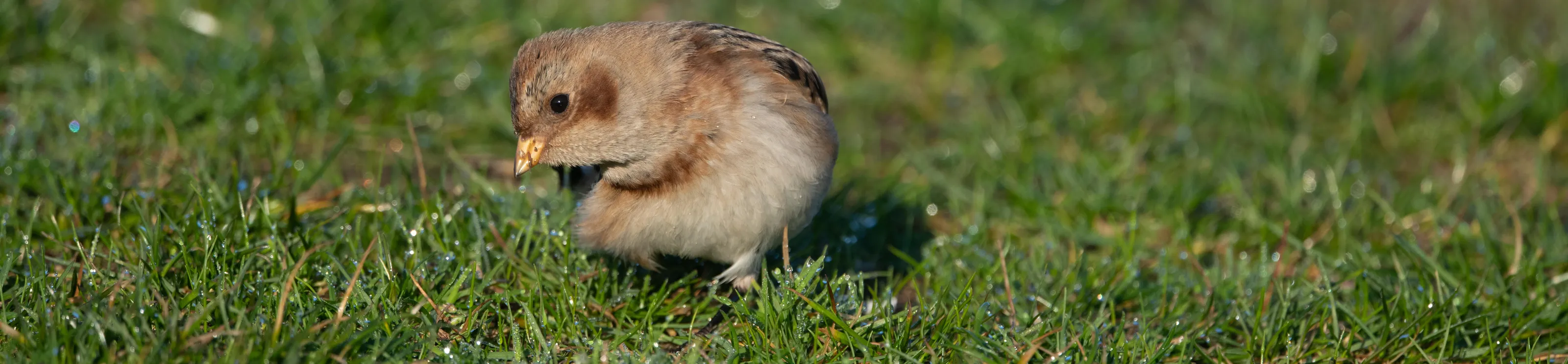 Birds On Grass (no birds of prey)