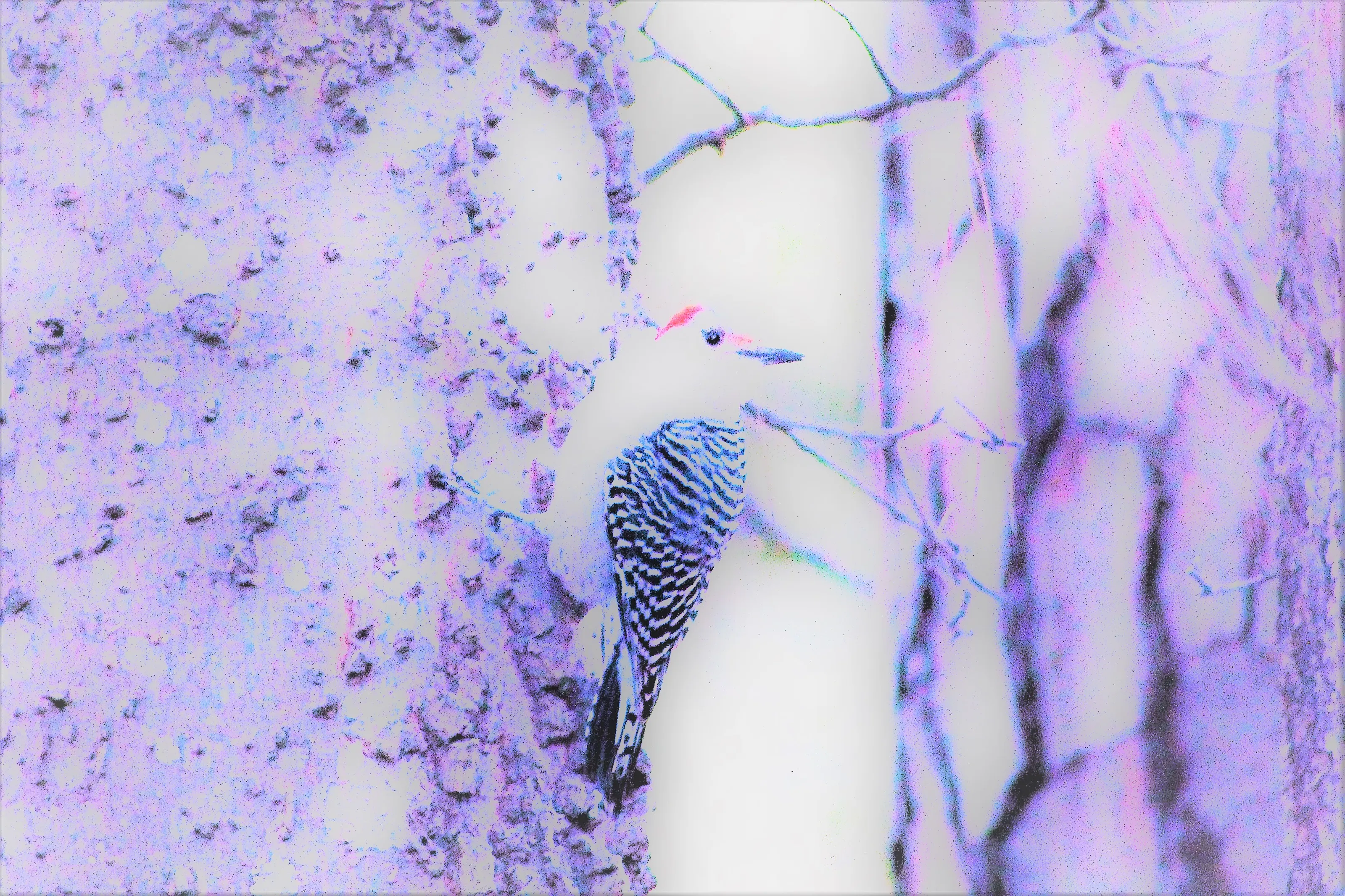 Birds in Abstract (No People)