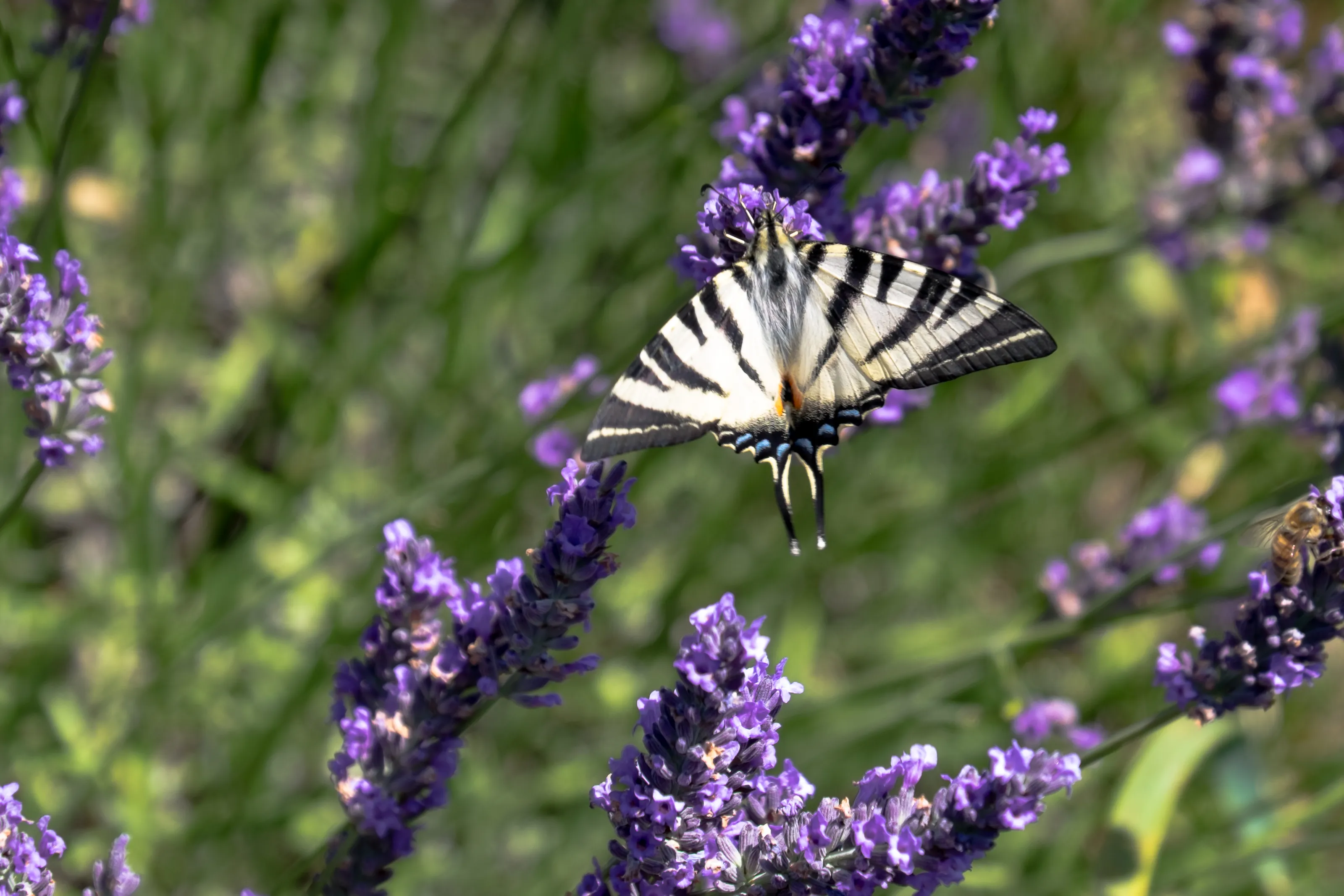 Butterflies in Colour