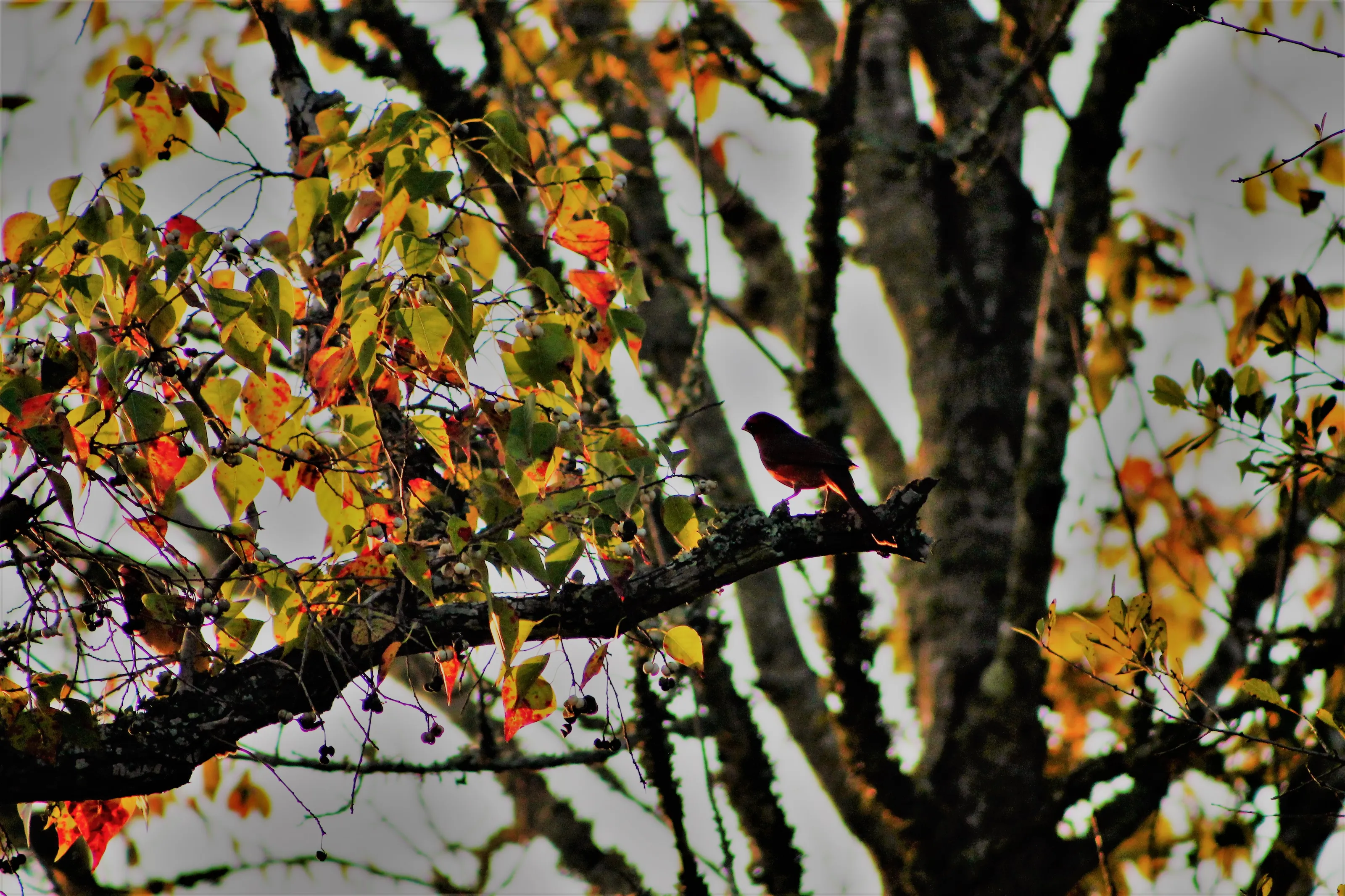 Changes That Autumn Bring
