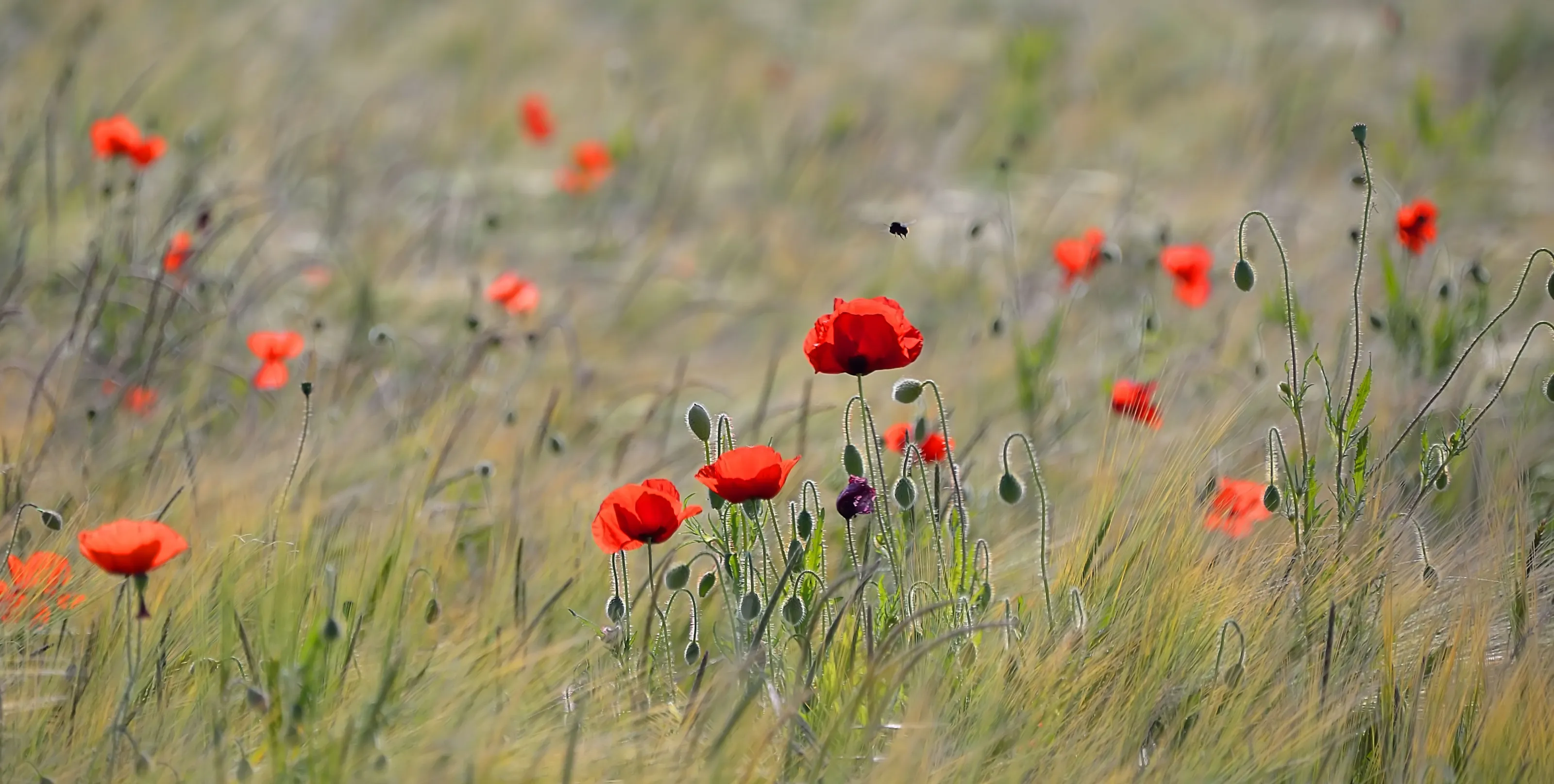 Poppies In Colour